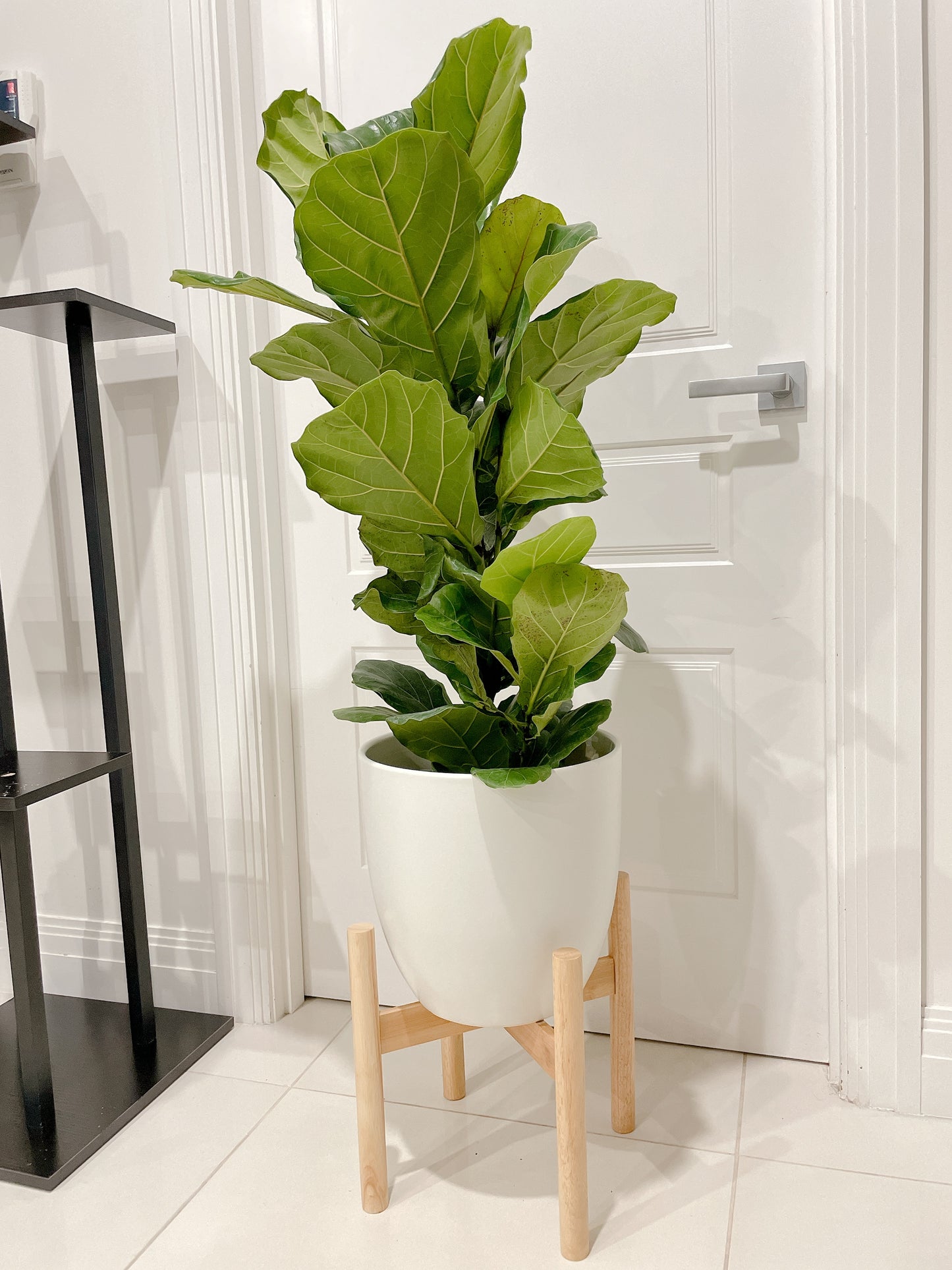 1m tall ficus lyrata fiddle leaf easy care indoor plant +30cm white ceramic pot wooden tripod legs