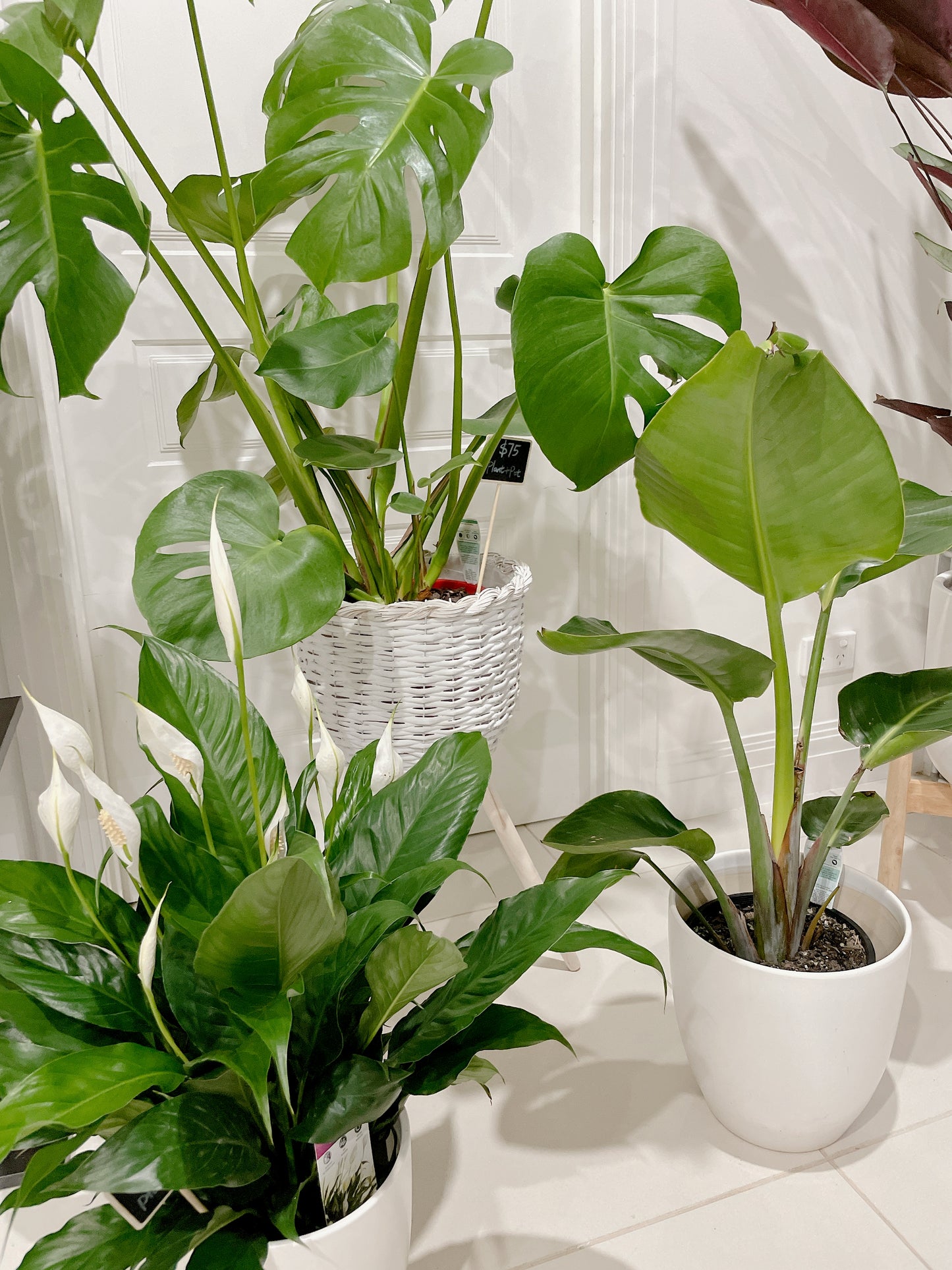 Huge monstera+rattan planter birds of paradise+flowering peace lily+ceramic pots can deliver