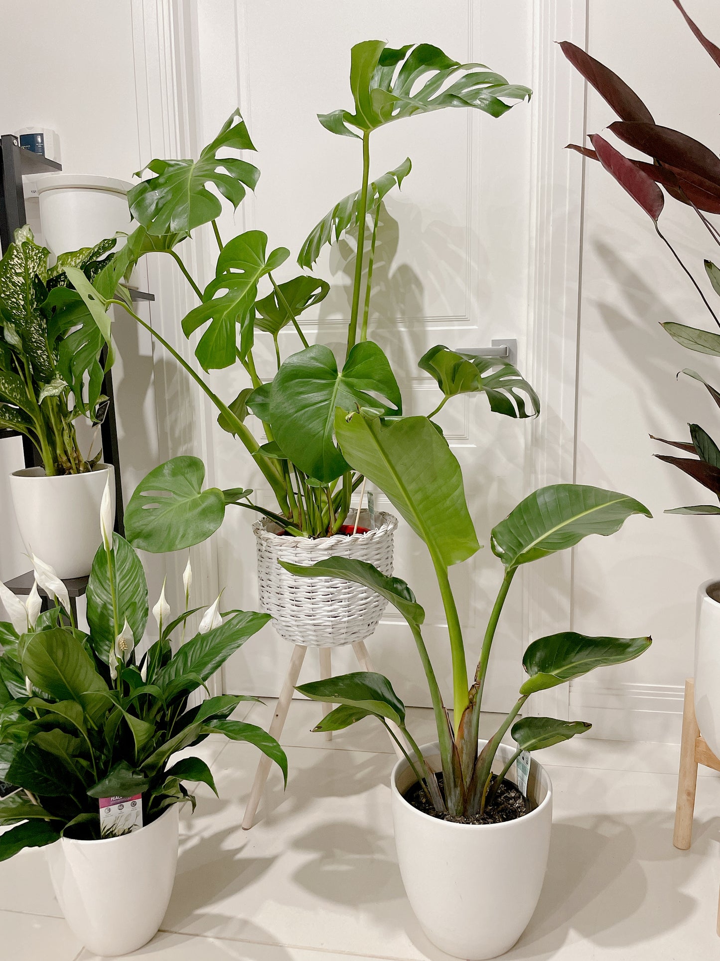Huge monstera+rattan planter birds of paradise+flowering peace lily+ceramic pots can deliver
