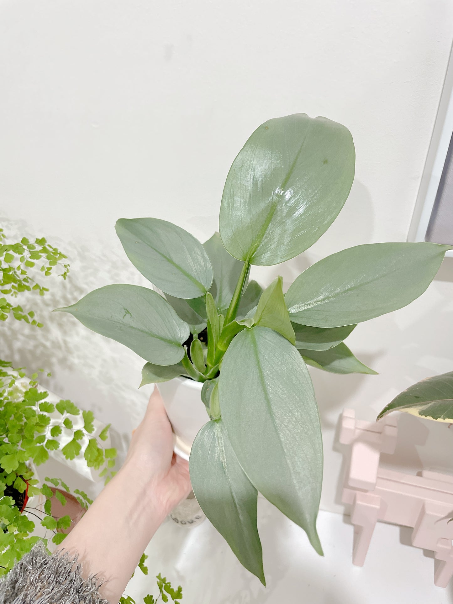 Philodendron silver sword indoor plant with 12cm white ceramic pot and saucer delivery available