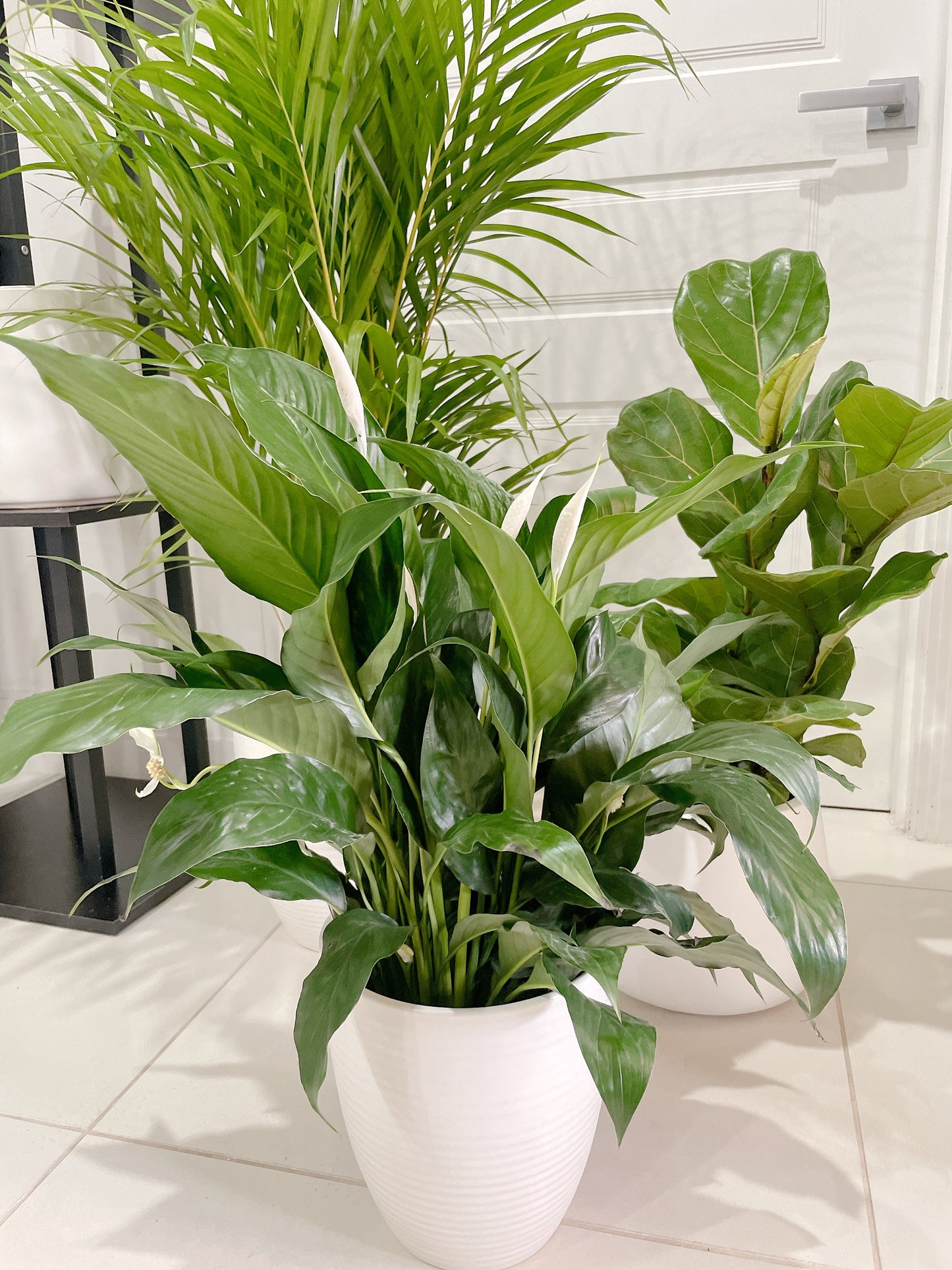 bundle🪴golden cane palm ficus fiddle leaf dwarf bambino flowering peace lily with ceramic pots