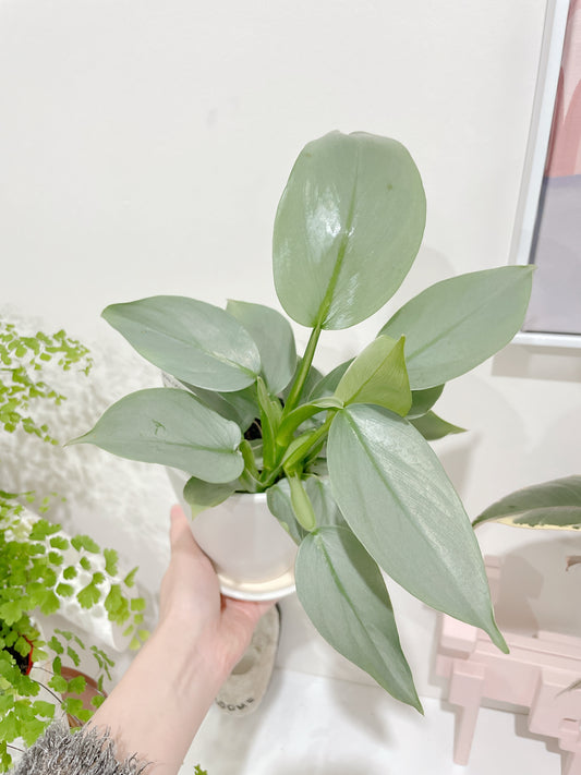 Philodendron silver sword indoor plant with 12cm white ceramic pot and saucer delivery available
