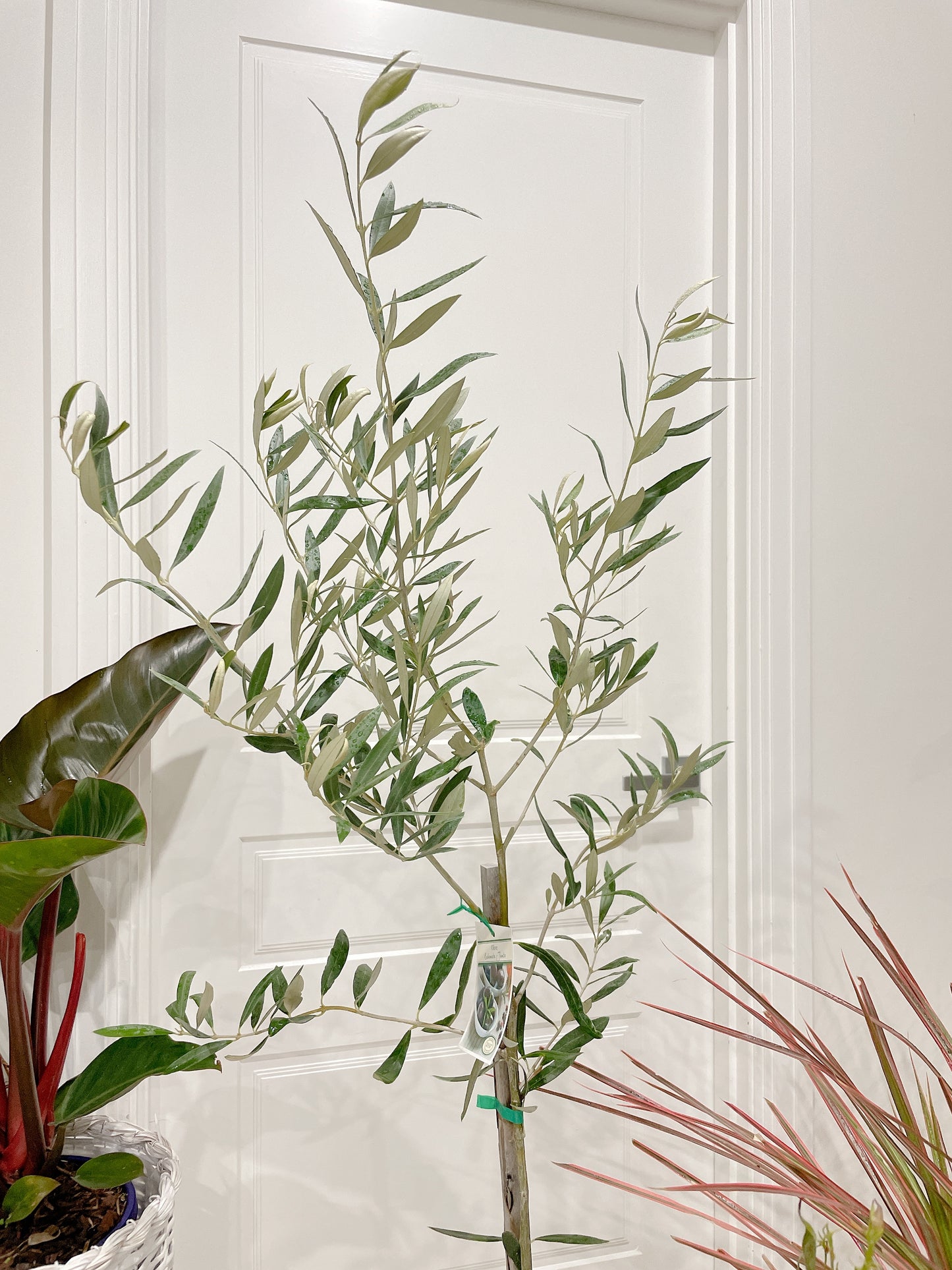 1.5m tall real olive arbequina tree +dracaena pink marginata +eucalyptus+pots