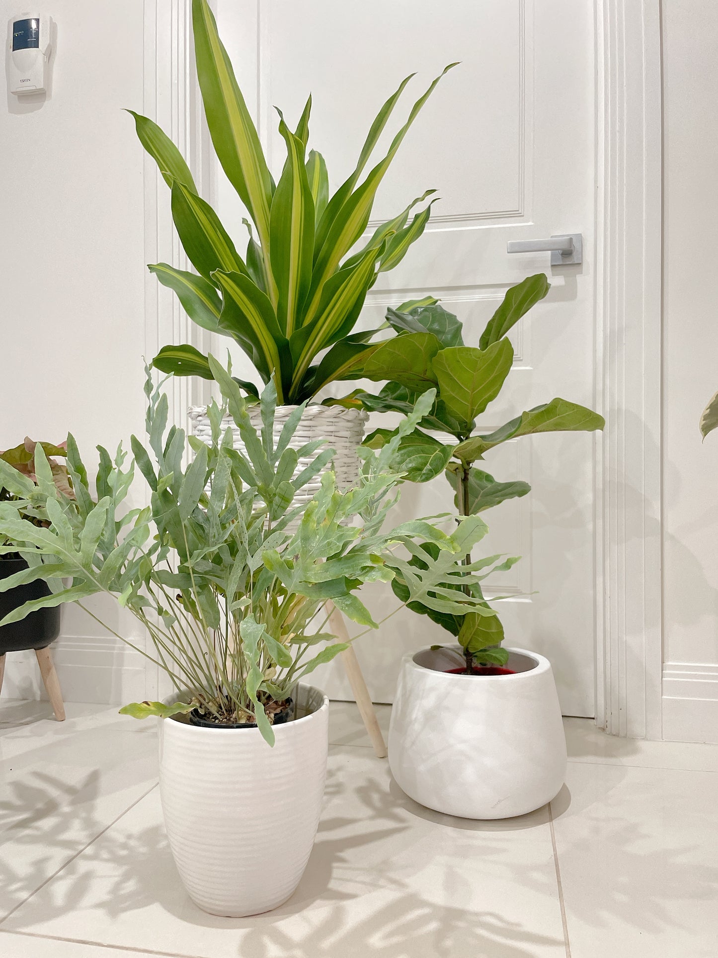 🪴bundle giant happy plant dracaena ficus fiddle leaf lyrata blue star fern easy care indoor +pots