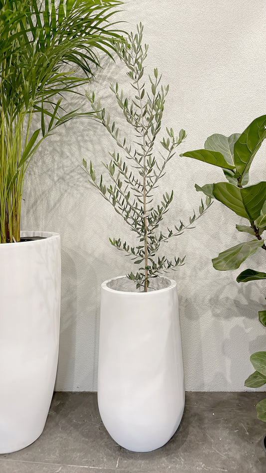 Silver olive tree ‘swan hill’ olea europaea indoor/outdoor plant with white fiberclay pot planter