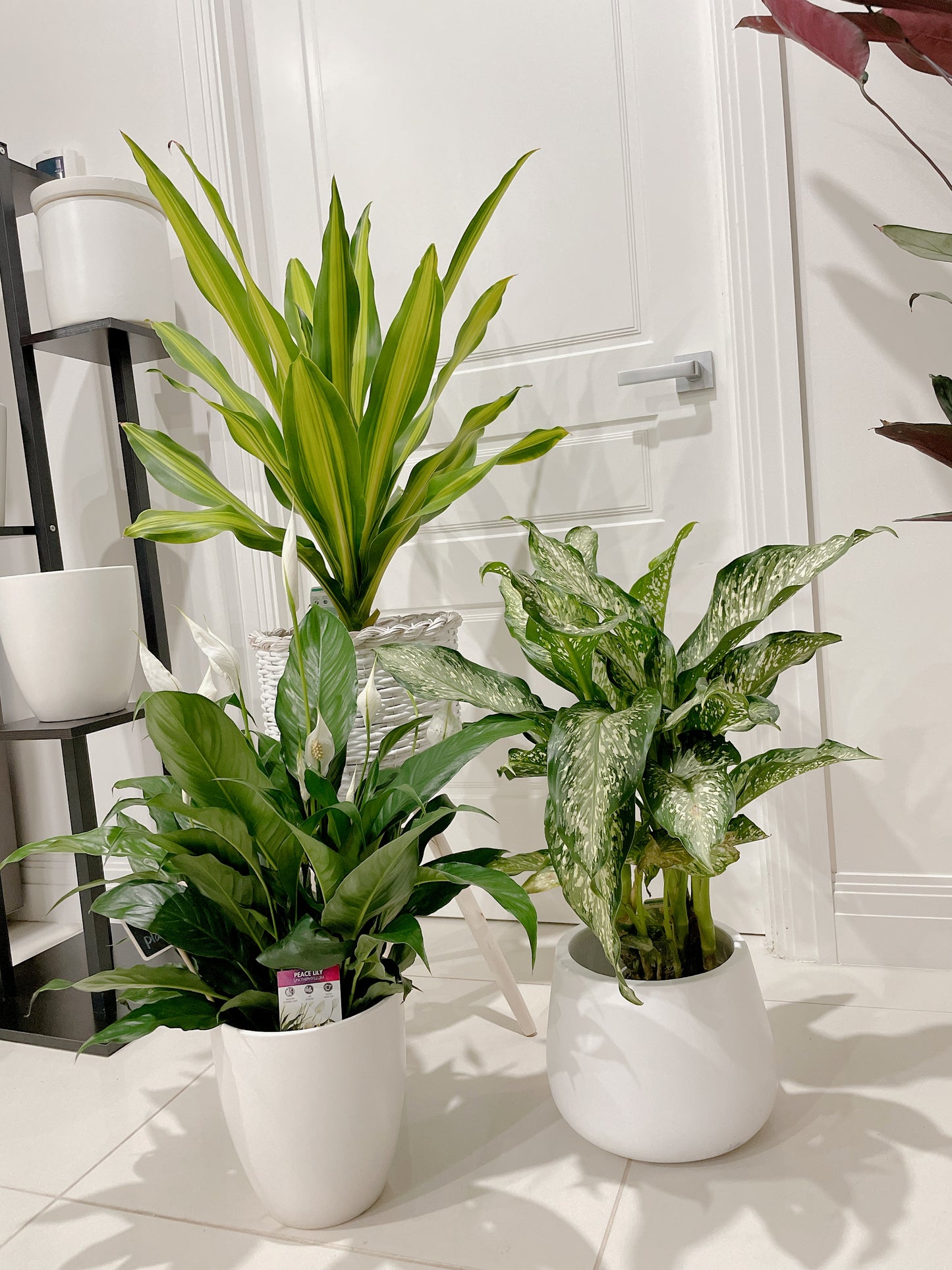 Bundle indoor 🪴 dracaena happy plant dieffenbachia snow storm flowering peace lily +planter pots