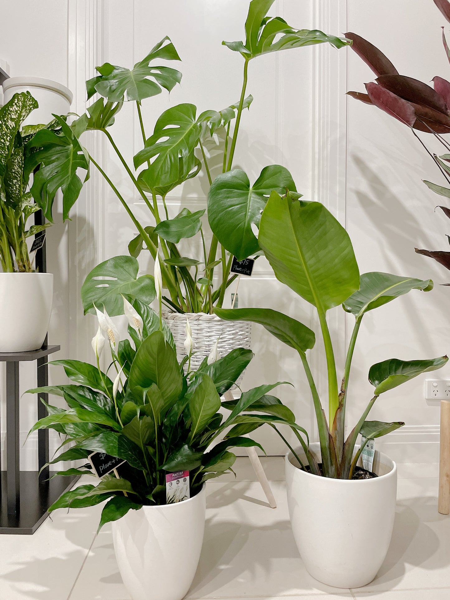 Huge monstera+rattan planter birds of paradise+flowering peace lily+ceramic pots can deliver