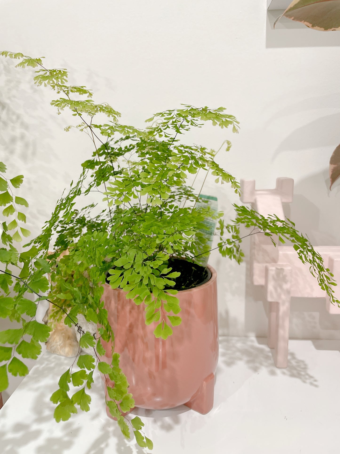Maidenhair fern easy care indoor plant with white/grey decorative ceramic pot $25 each