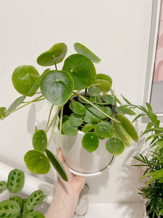 Chinese Money Plant Pilea peperomioides multi stems easy care indoor plant with white ceramic pot