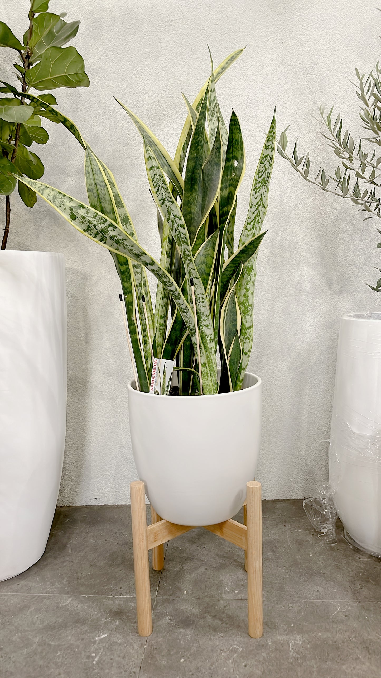 Giant Snake Plants – Sansevieria easy care indoor plant over 1m tall with 30cm white ceramic pot