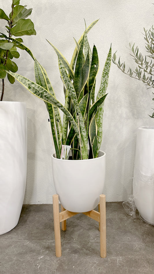 Giant Snake Plants – Sansevieria easy care indoor plant over 1m tall with 30cm white ceramic pot