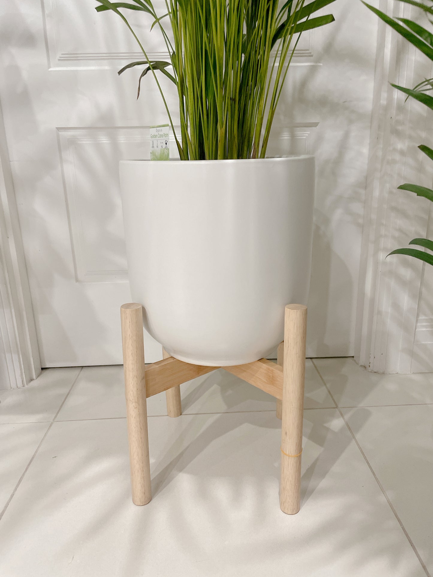 1.4m tall huge golden cane palm with 30cm white ceramic pot wooden tripod legs