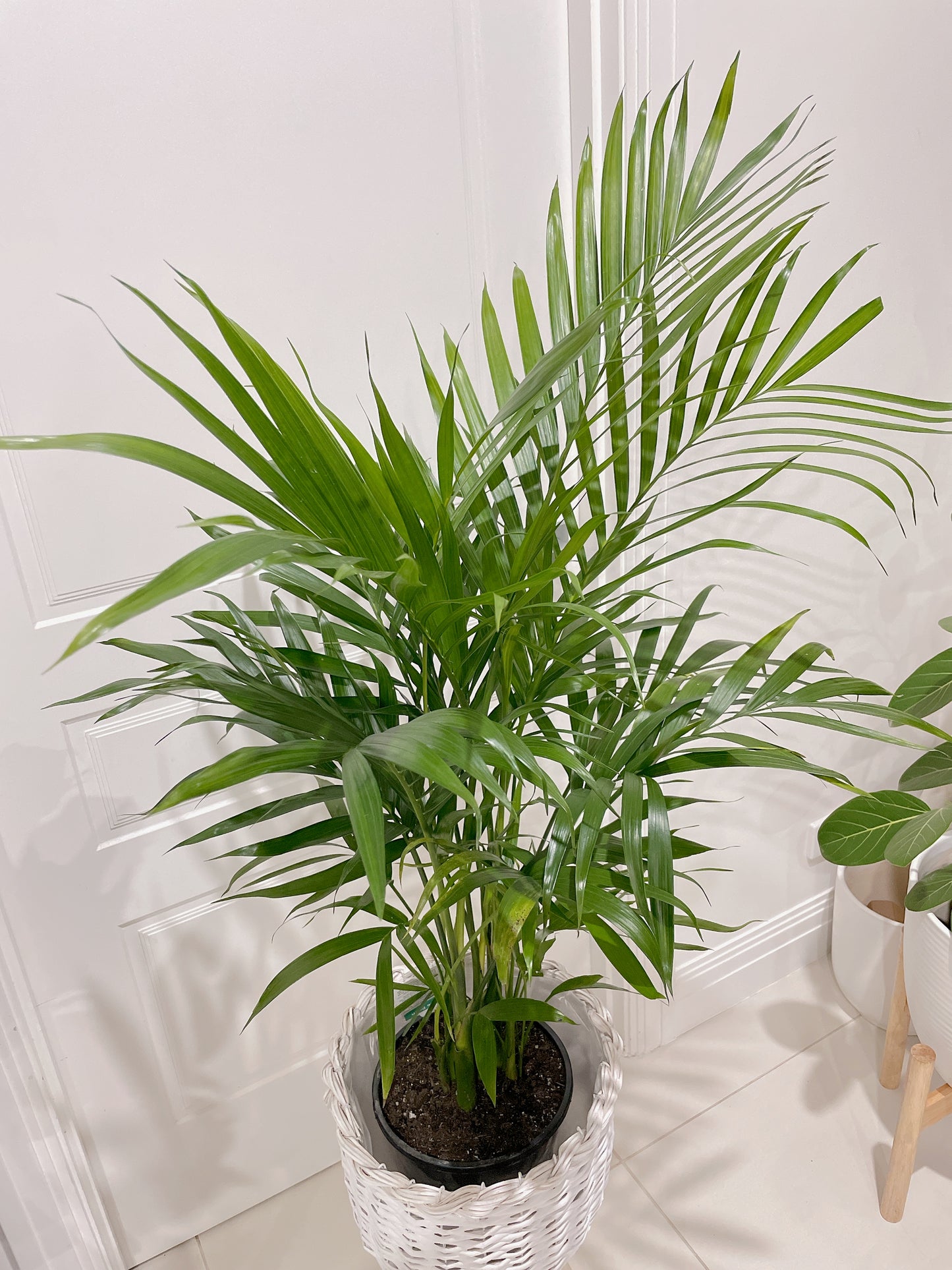 Cascade palm easy care real bushy plant indoor foliage+ white rattan planter tripod wooden legs