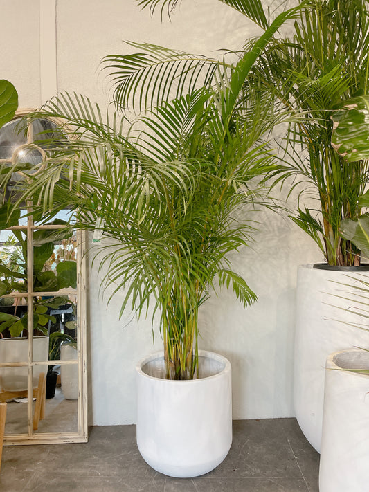 Huge golden cane palm indoor plant with 450mm white heavy fiberclay pot delivery available