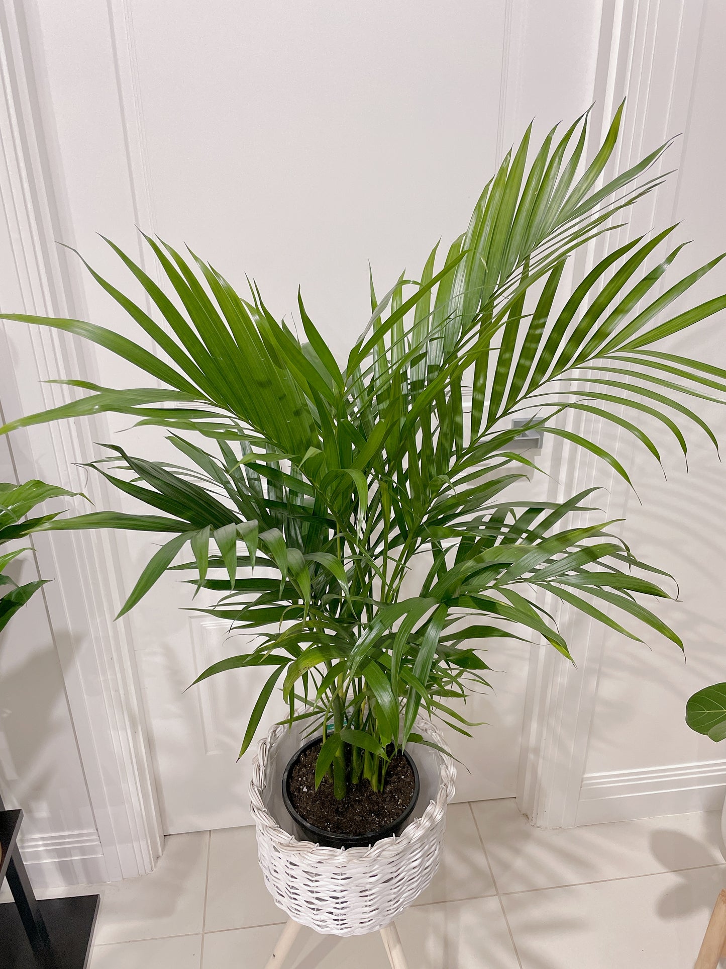 Cascade palm easy care real bushy plant indoor foliage+ white rattan planter tripod wooden legs