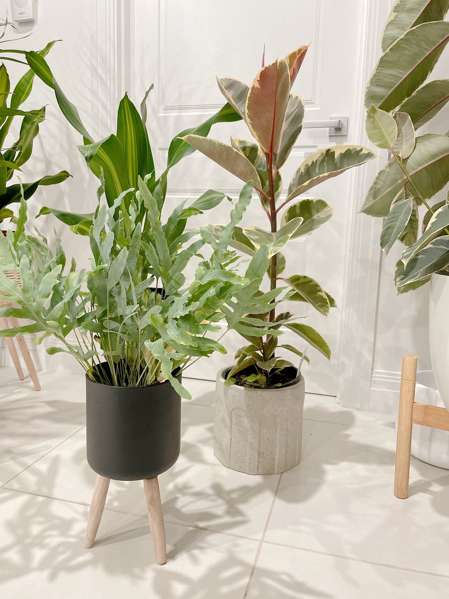 Bundle🪴ficus tineker variegated rubber tree happy plant dracaena blue star fern +black metal pots