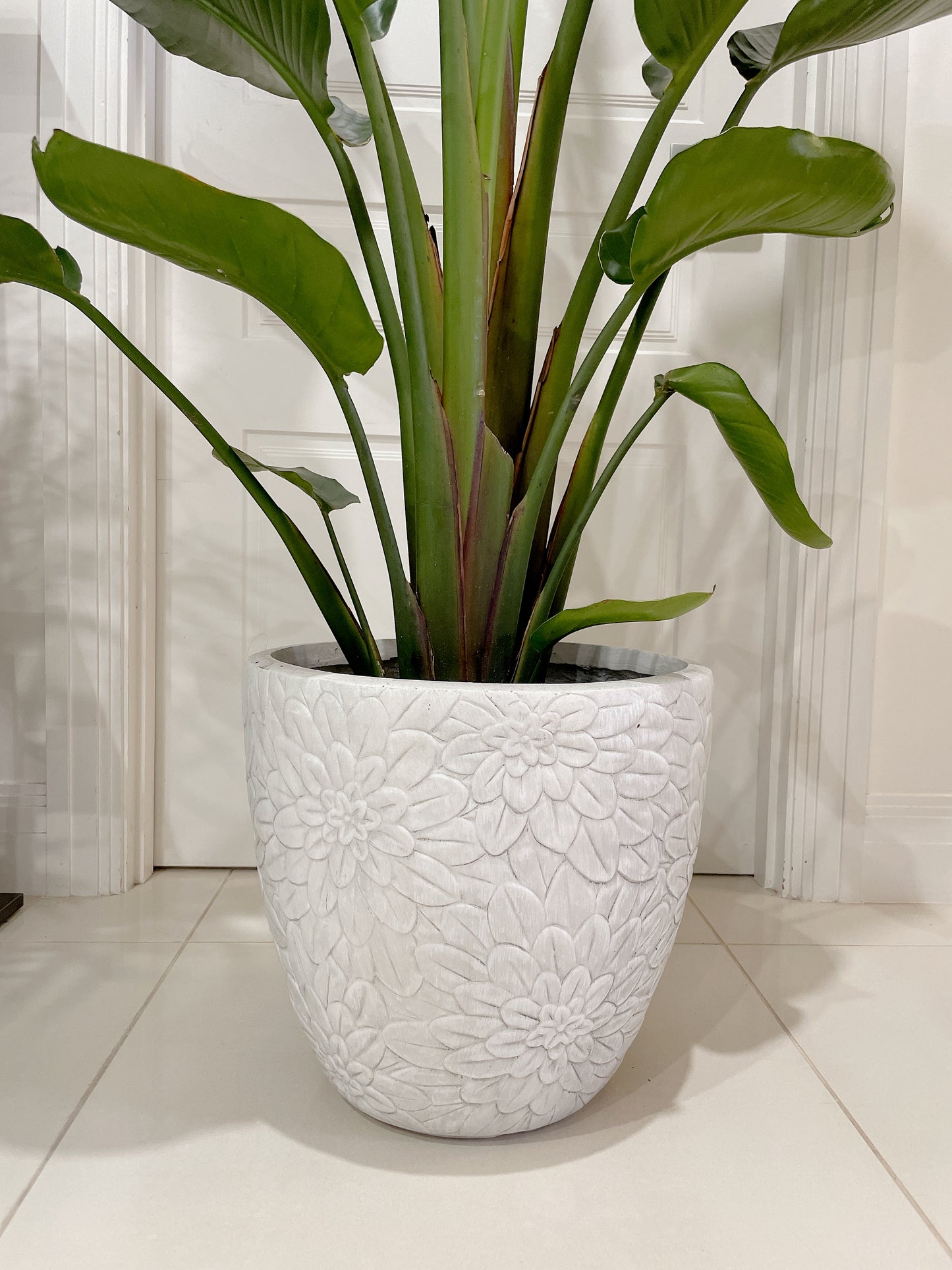 1.85m+ Giant birds of paradise (Strelitzia nicolai)double planted with decorative flower pattern pot