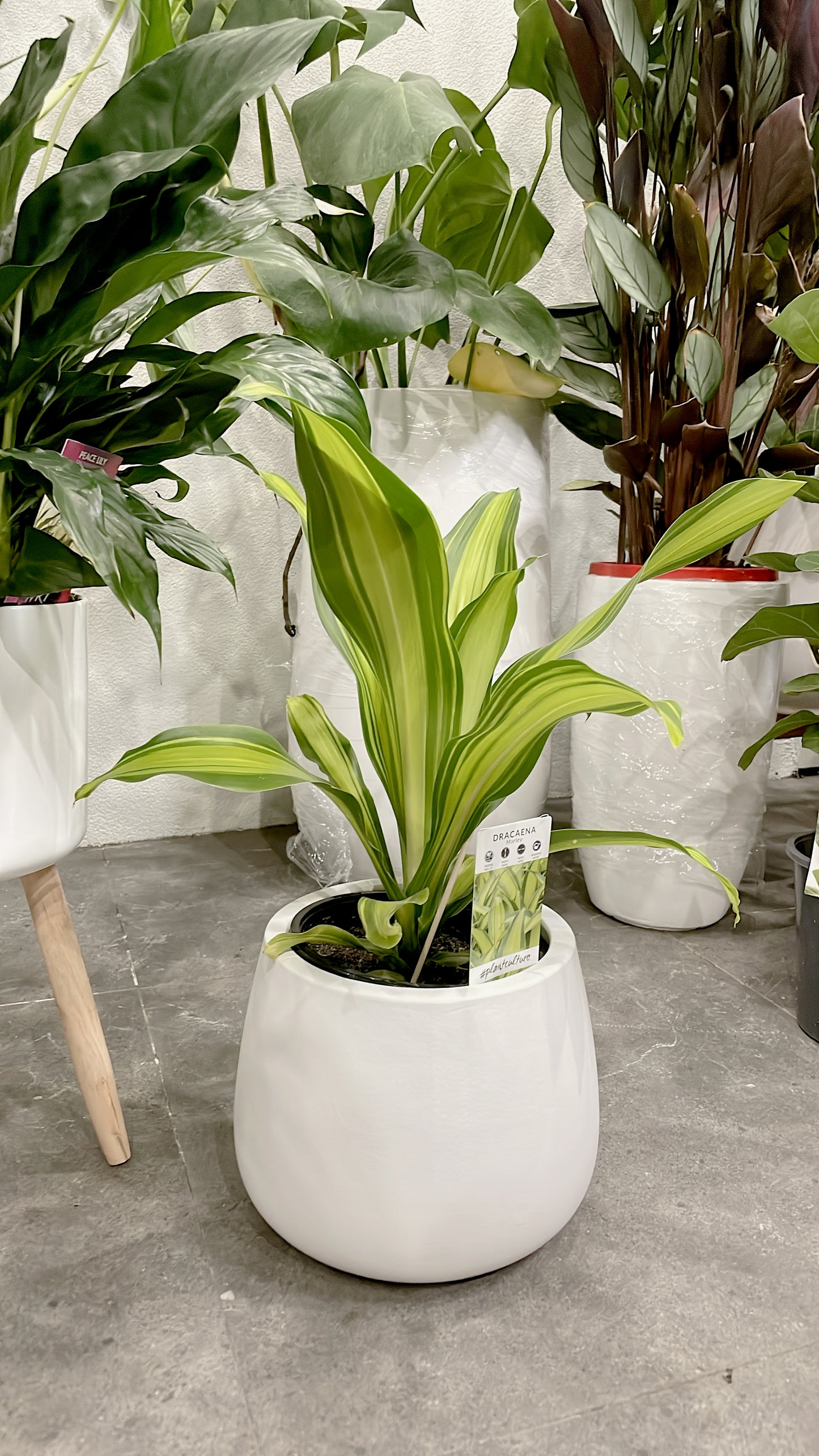 Bundle🪴bushy flowering peace lily+happy plant dracaena indoor plant with pot planter delivery available