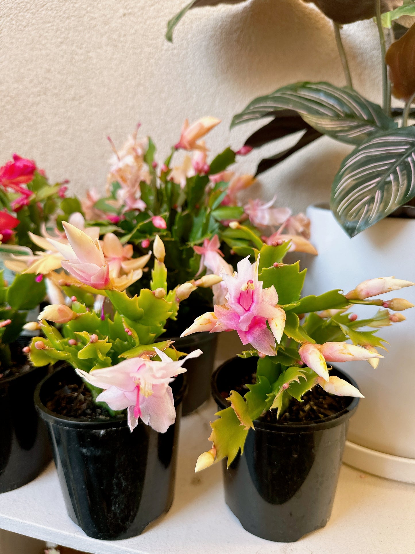 Flowering zygocatus Christmas flower assorted hanging plant Thor freya Caroline white price from $10