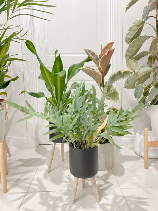 Bundle🪴ficus tineker variegated rubber tree happy plant dracaena blue star fern +black metal pots