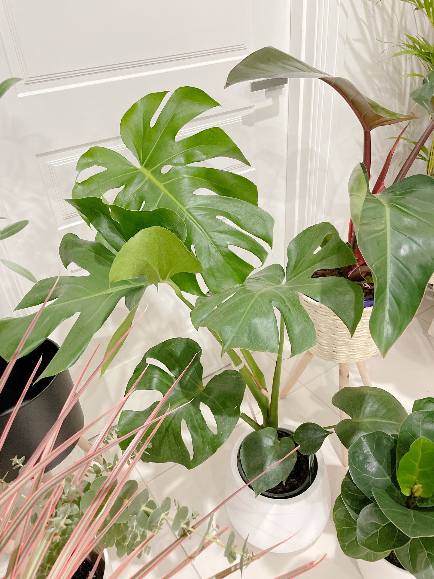 Bundle🪴philodendron rojo congo+monstera+ficus bambino fiddle leaf lyrata ceramic pot rattan planter