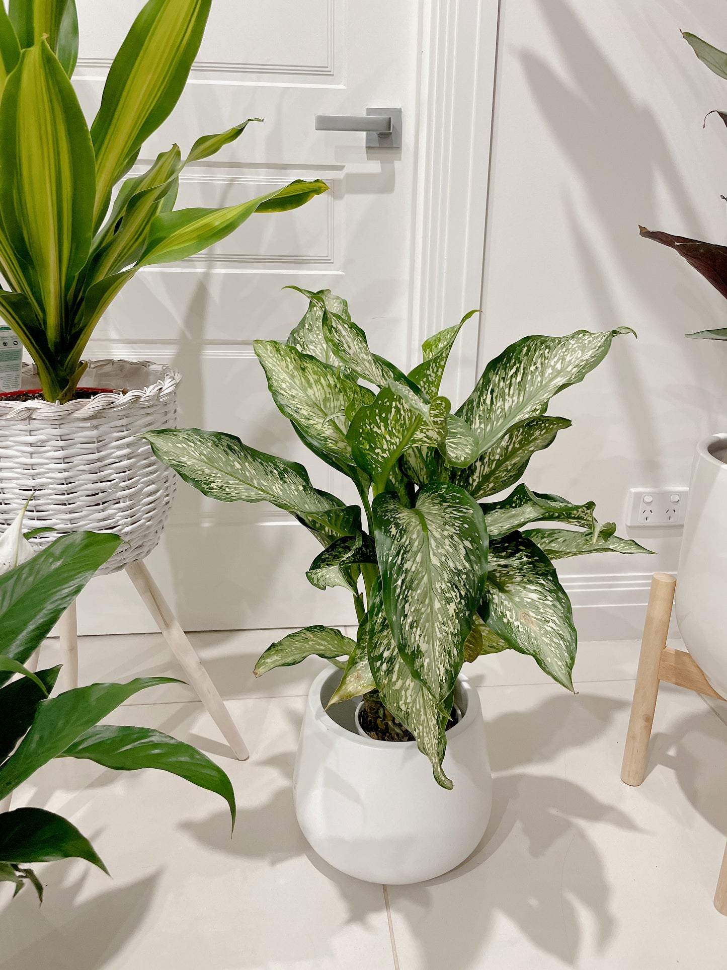 Bundle indoor 🪴 dracaena happy plant dieffenbachia snow storm flowering peace lily +planter pots