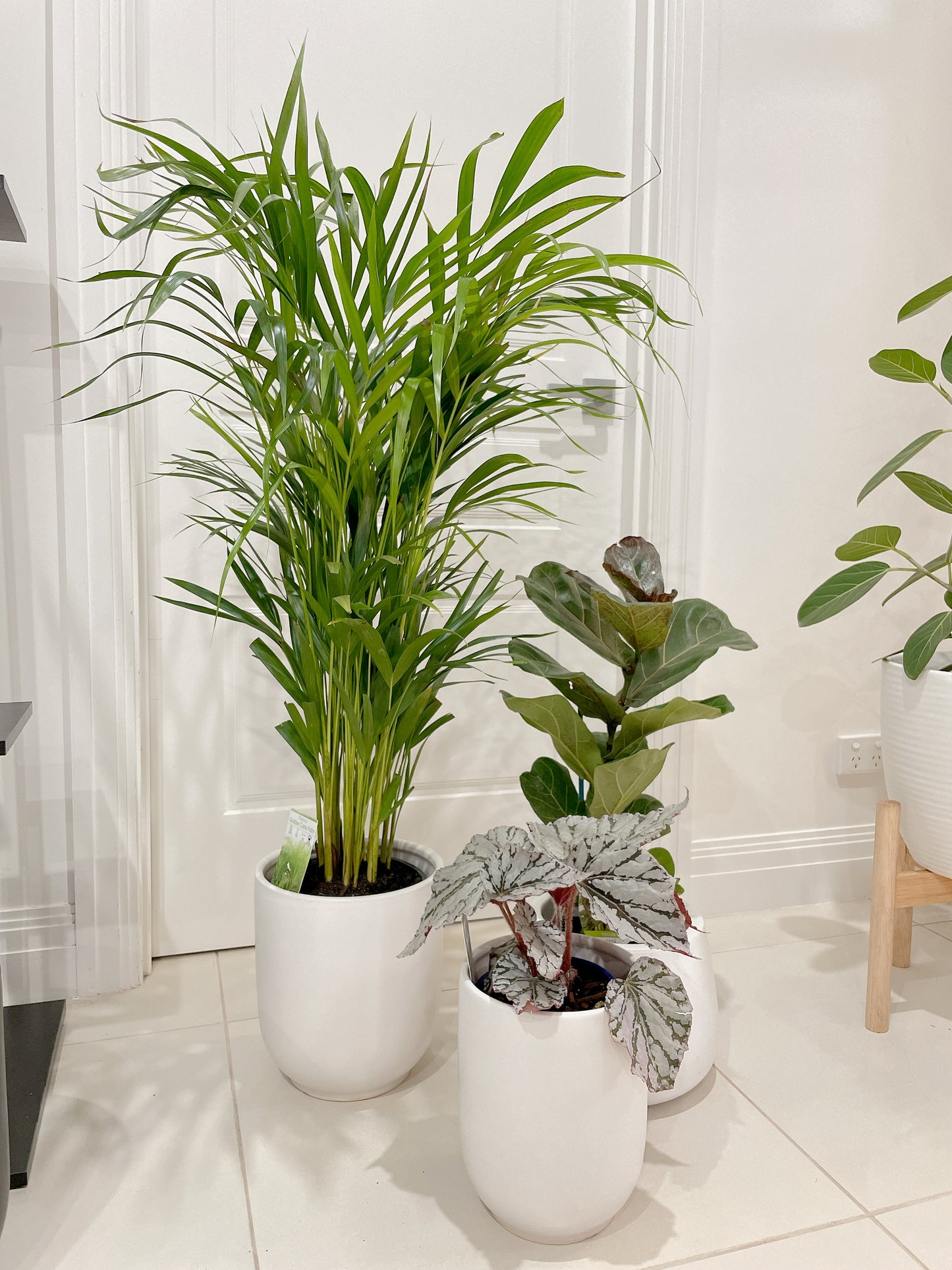 bundle🪴golden cane palm ficus fiddle leaf begonia red silver white+white ceramic pots