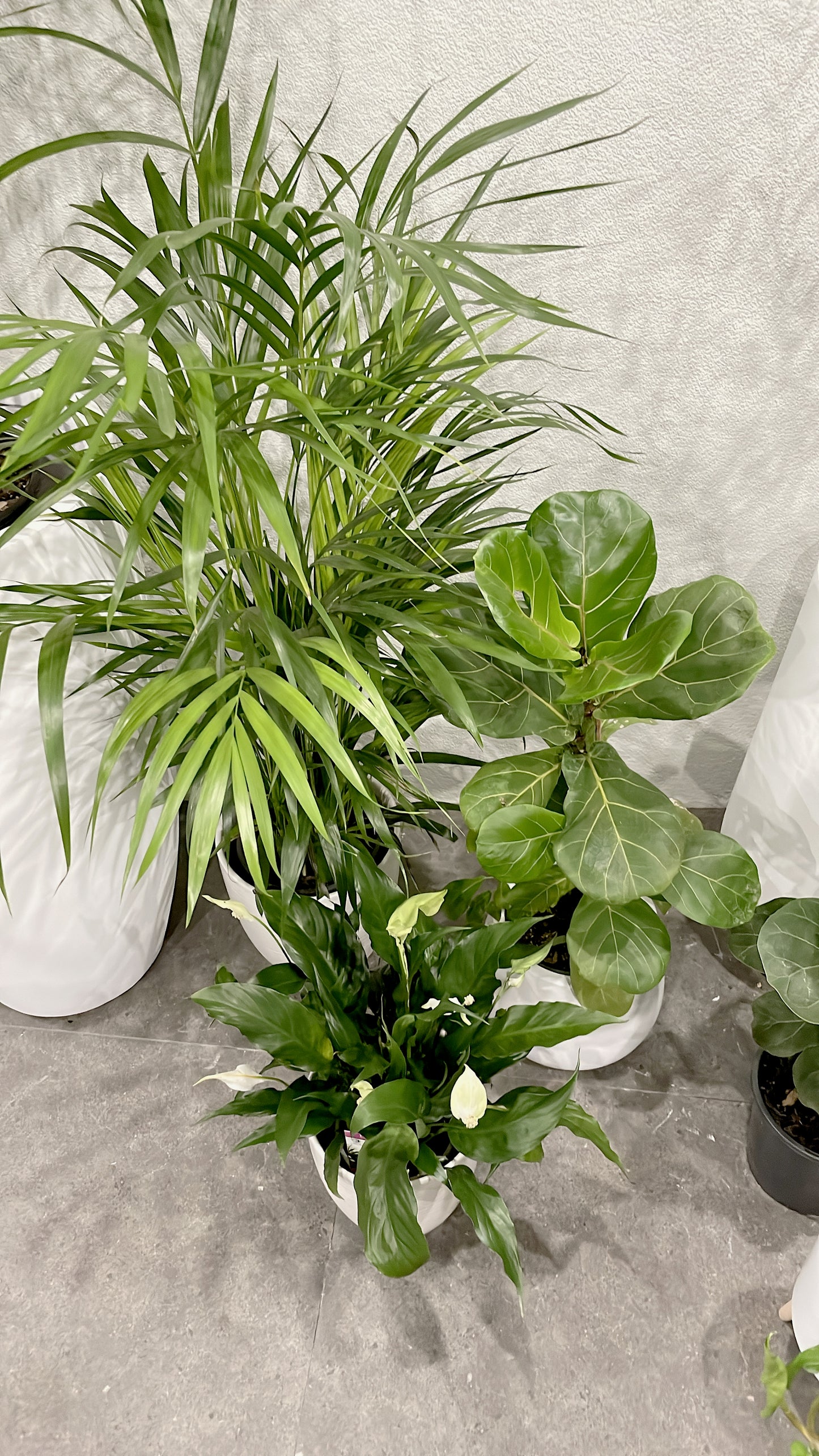 Clearance Bundle🪴easy care range golden cane palm+ficus fiddle leaf+flowering peace lily white ceramic pots