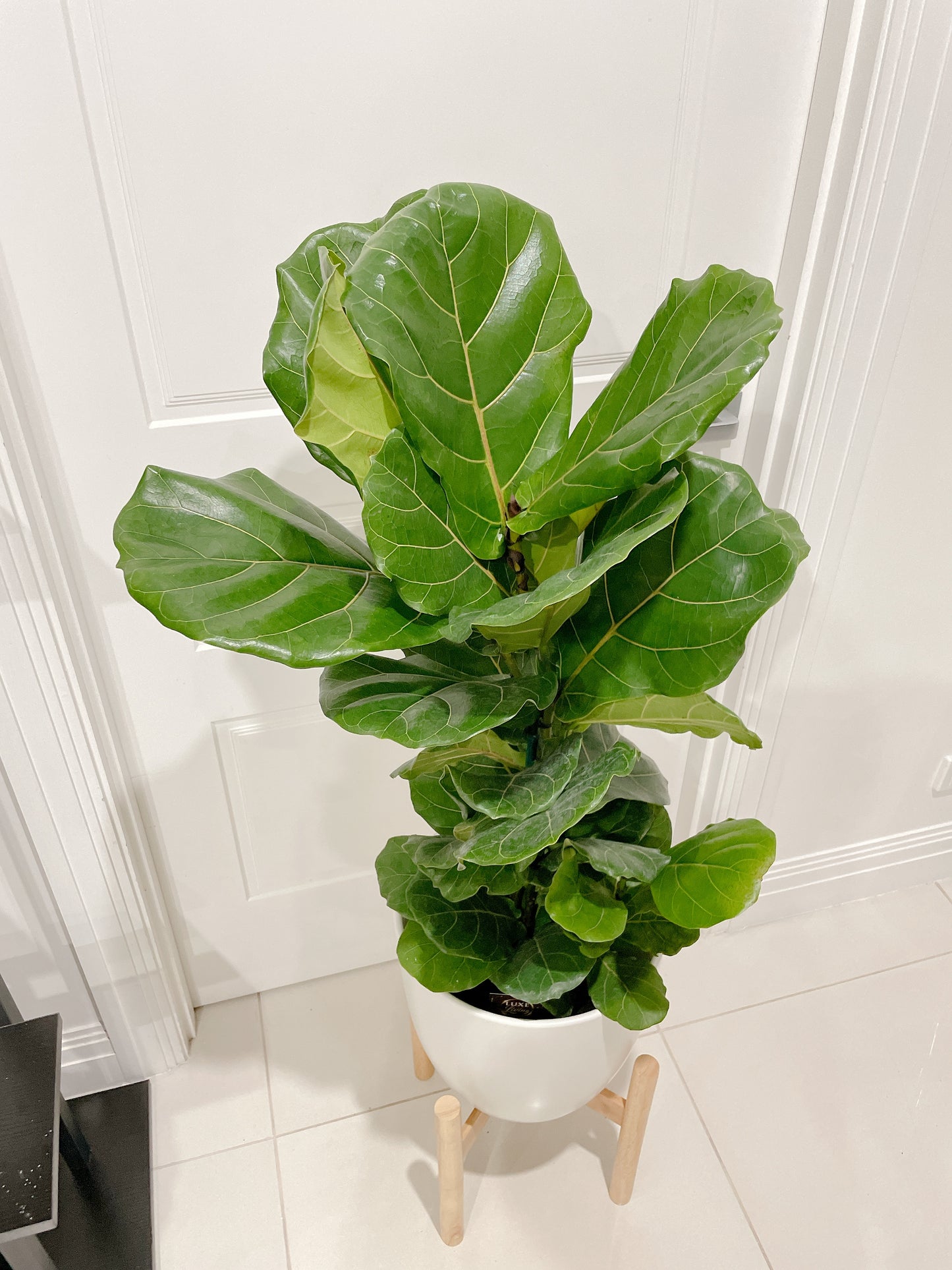 1m tall ficus lyrata fiddle leaf easy care indoor plant +30cm white ceramic pot wooden tripod legs