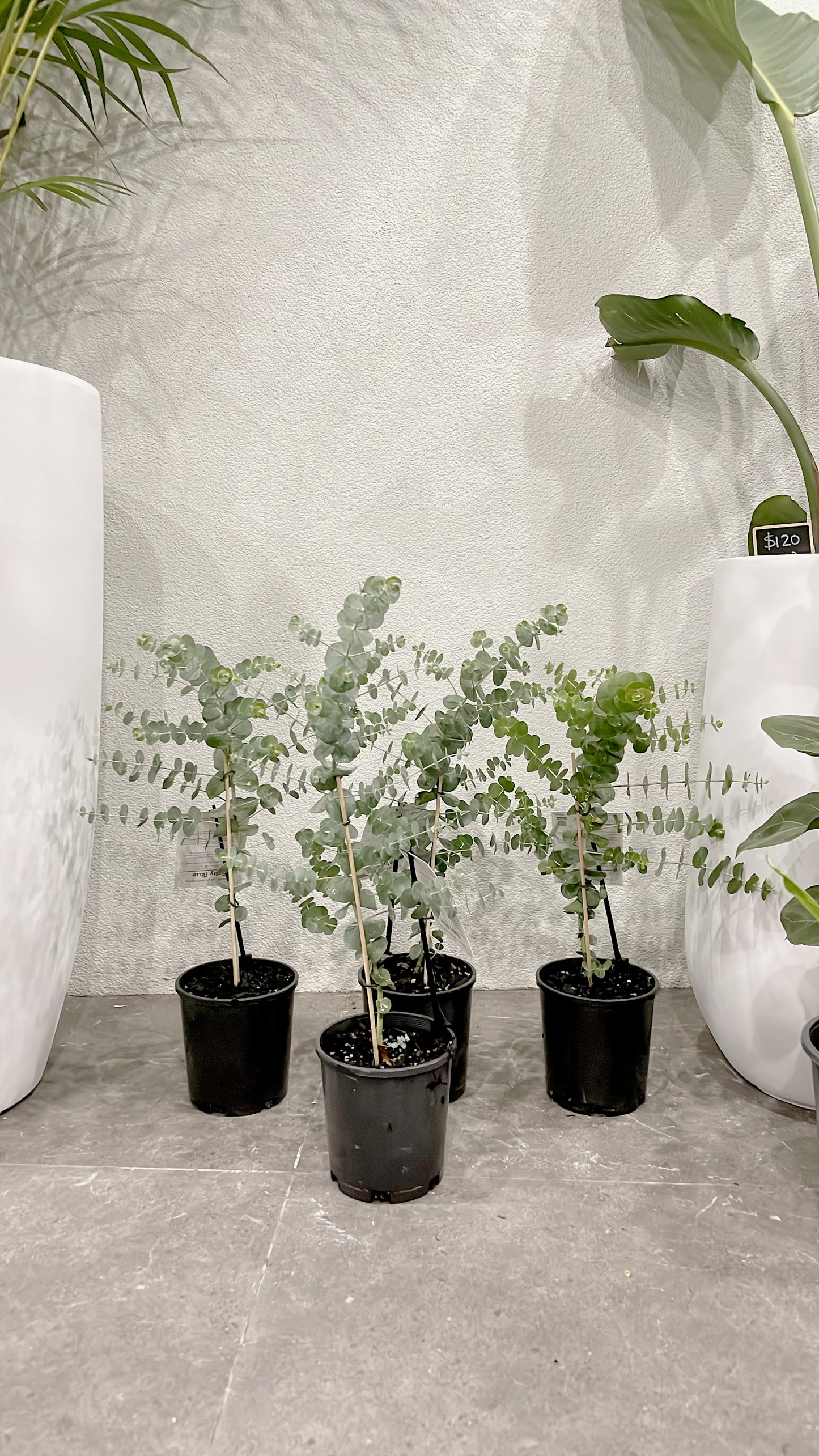 60-70cm tall baby blue silver dollar eucalyptus rooted plant for florist silver leaved mountain gum