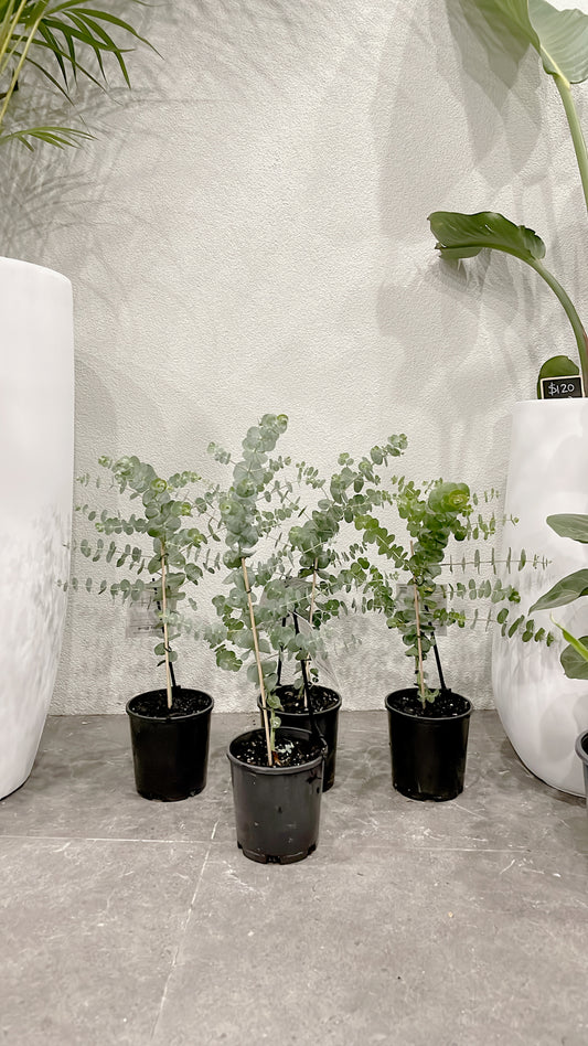 60-70cm tall baby blue silver dollar eucalyptus rooted plant for florist silver leaved mountain gum