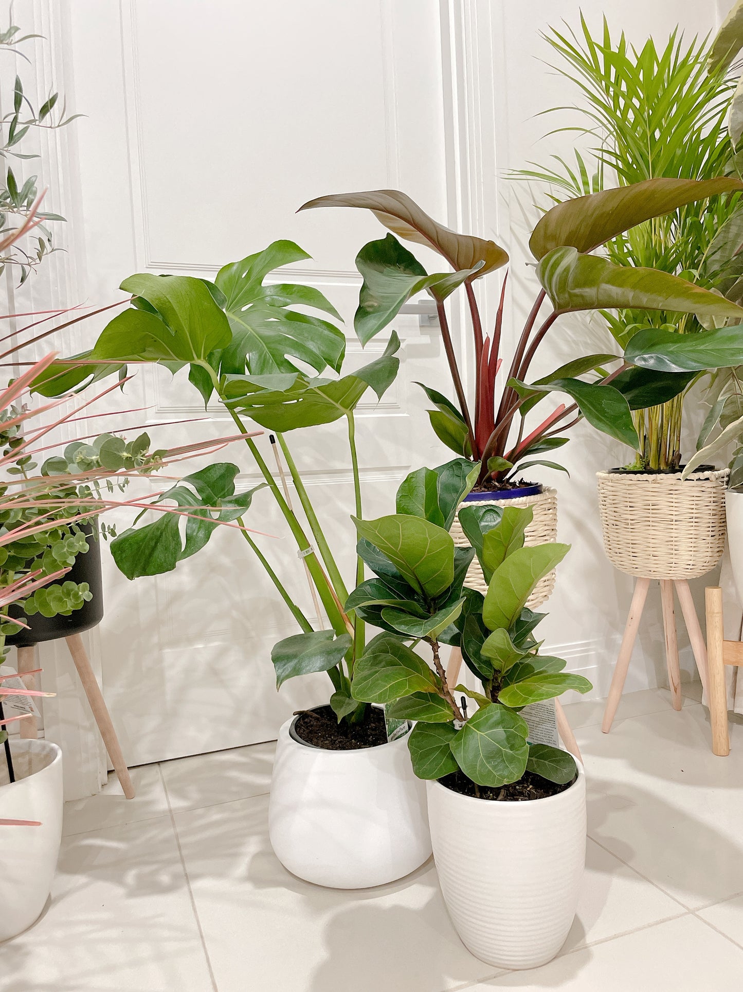 Bundle🪴philodendron rojo congo+monstera+ficus bambino fiddle leaf lyrata ceramic pot rattan planter