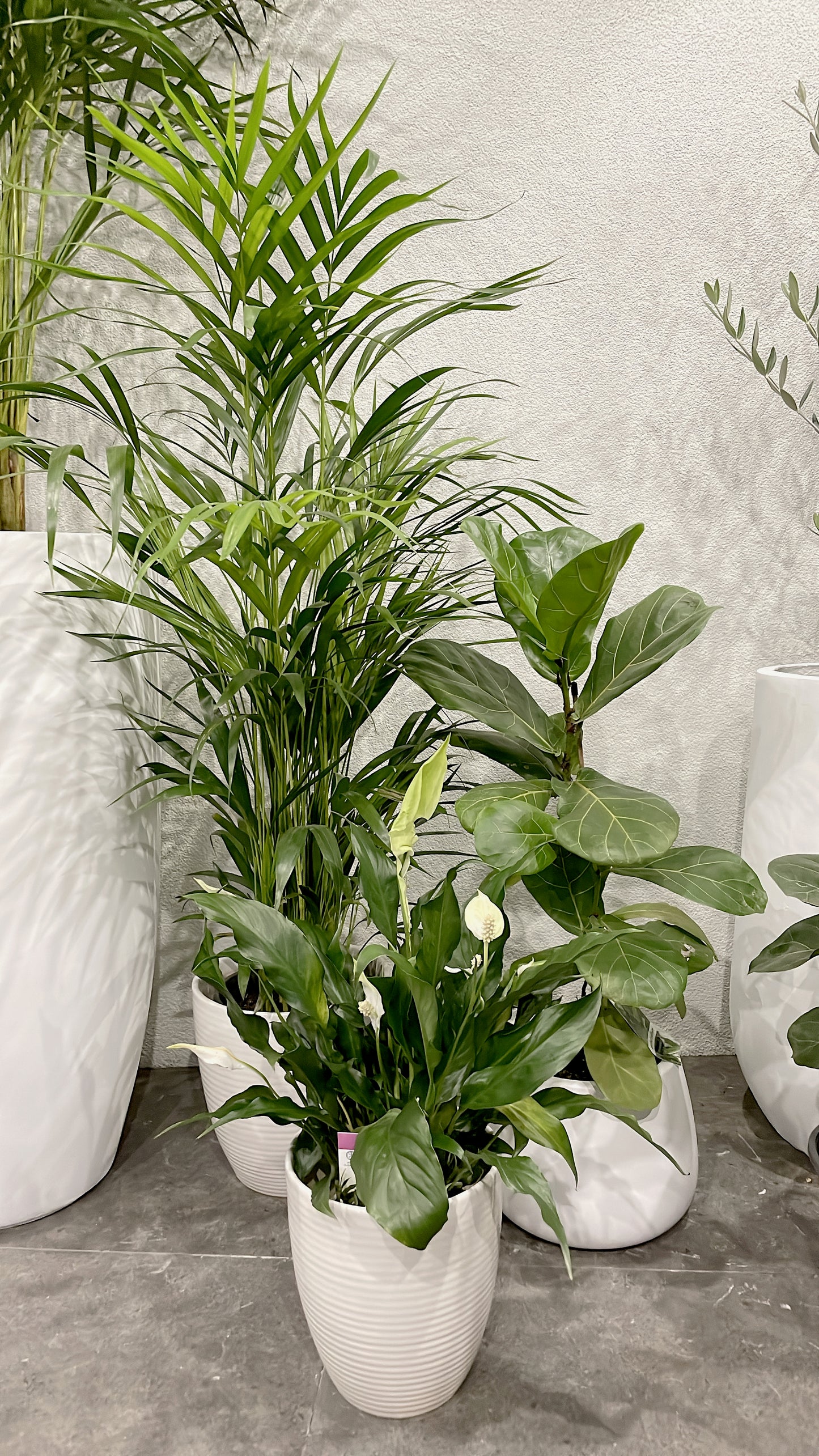 Clearance Bundle🪴easy care range golden cane palm+ficus fiddle leaf+flowering peace lily white ceramic pots