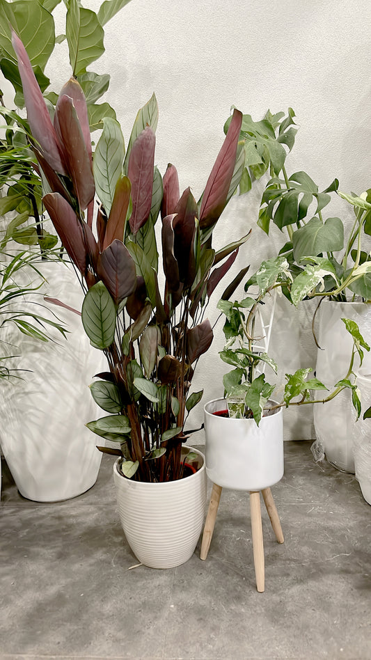 Bundle🪴ctenanthe grey star prayer plant+variegated syngonium fantasy indoor plant with pots planter