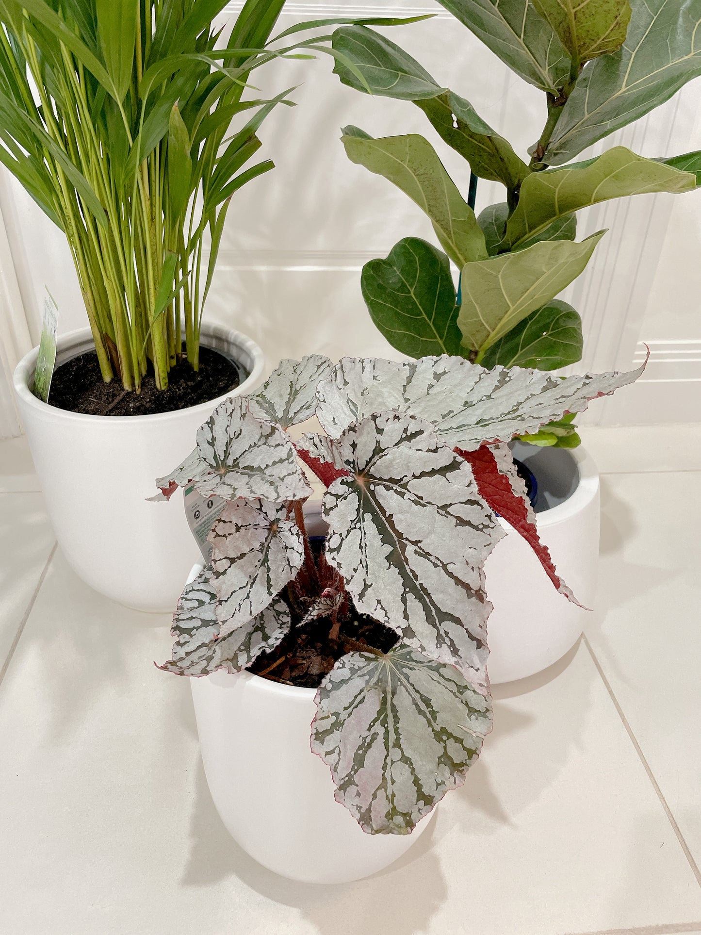 bundle🪴golden cane palm ficus fiddle leaf begonia red silver white+white ceramic pots