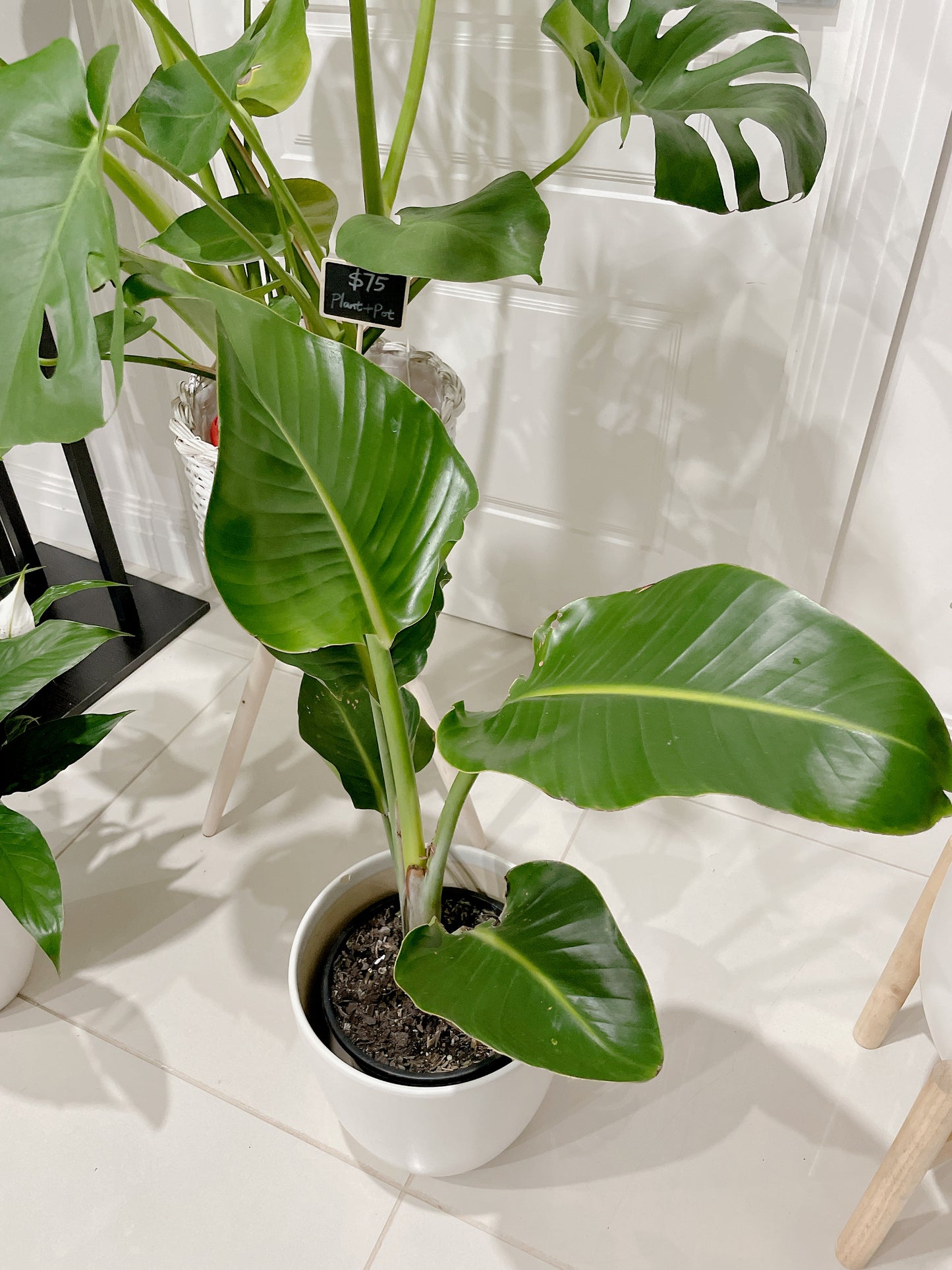 Huge monstera+rattan planter birds of paradise+flowering peace lily+ceramic pots can deliver