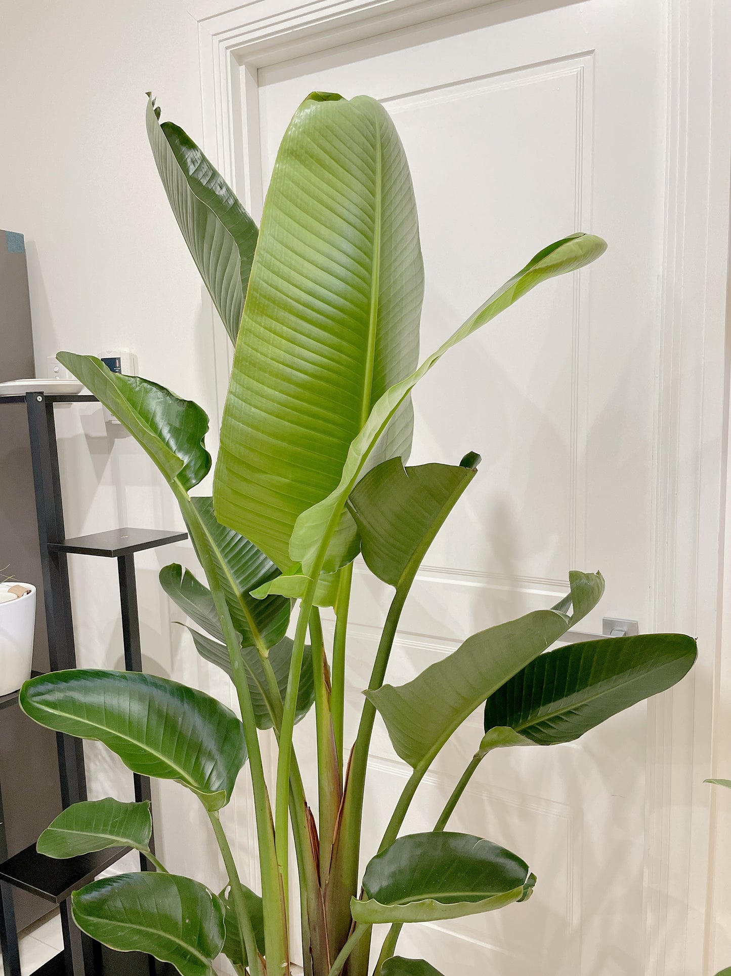 1.85m+ Giant birds of paradise (Strelitzia nicolai)double planted with decorative flower pattern pot