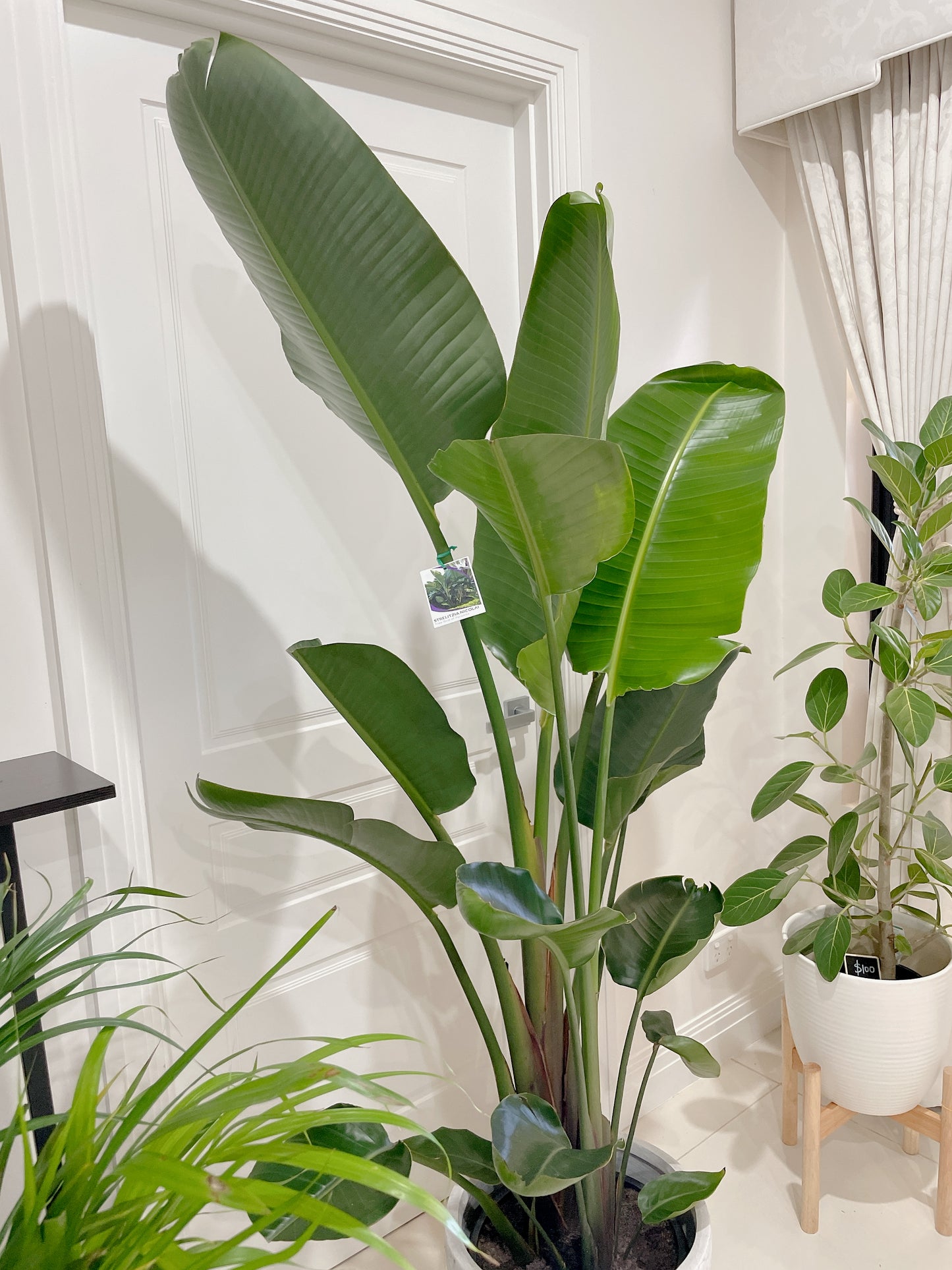 1.85m+ Giant birds of paradise (Strelitzia nicolai)double planted with decorative flower pattern pot