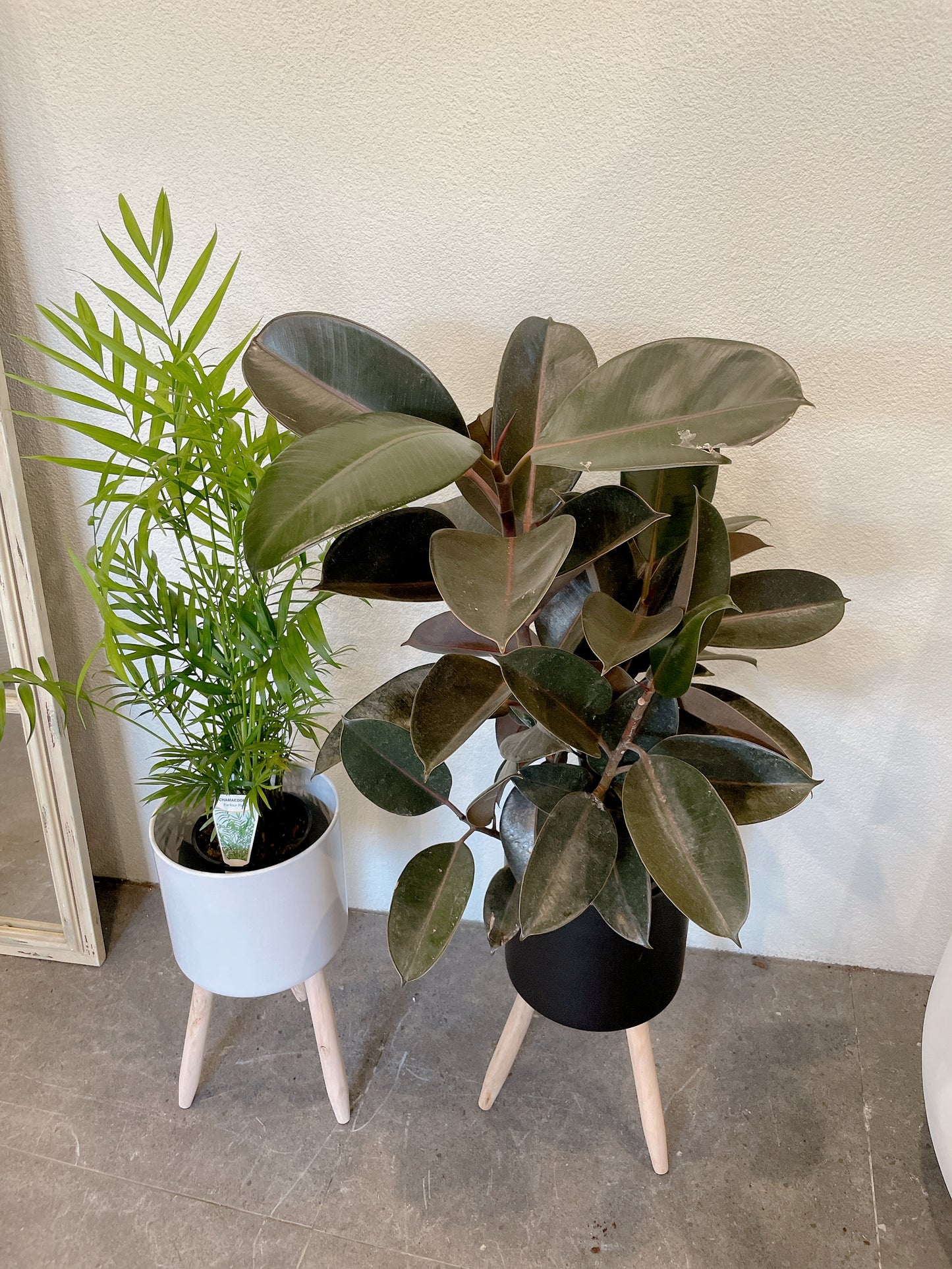 Bundle🪴easy care indoor plant parlour palm+ficus black rubber plant+ white/black metal pot planter