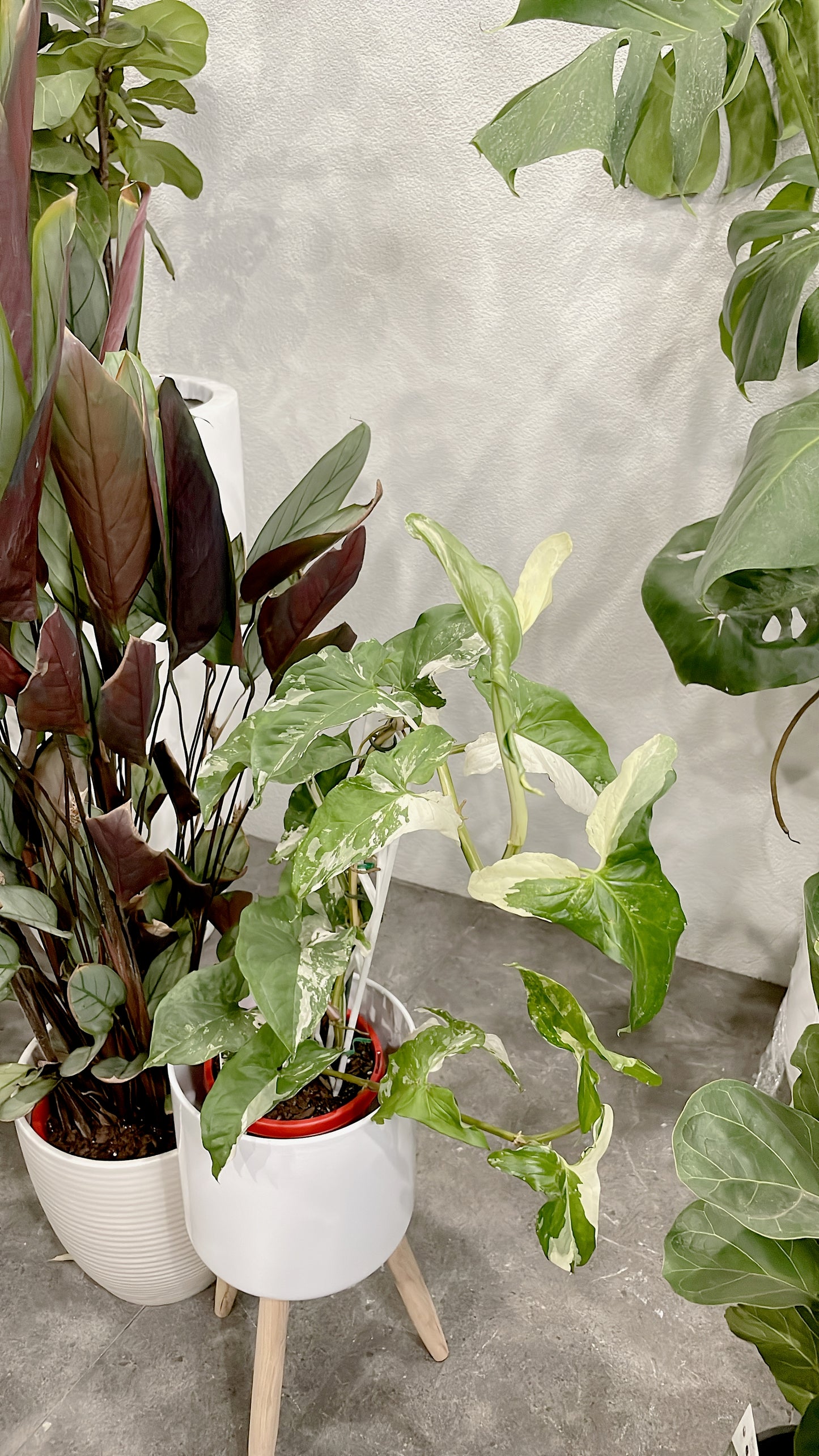 Bundle🪴ctenanthe grey star prayer plant+variegated syngonium fantasy indoor plant with pots planter
