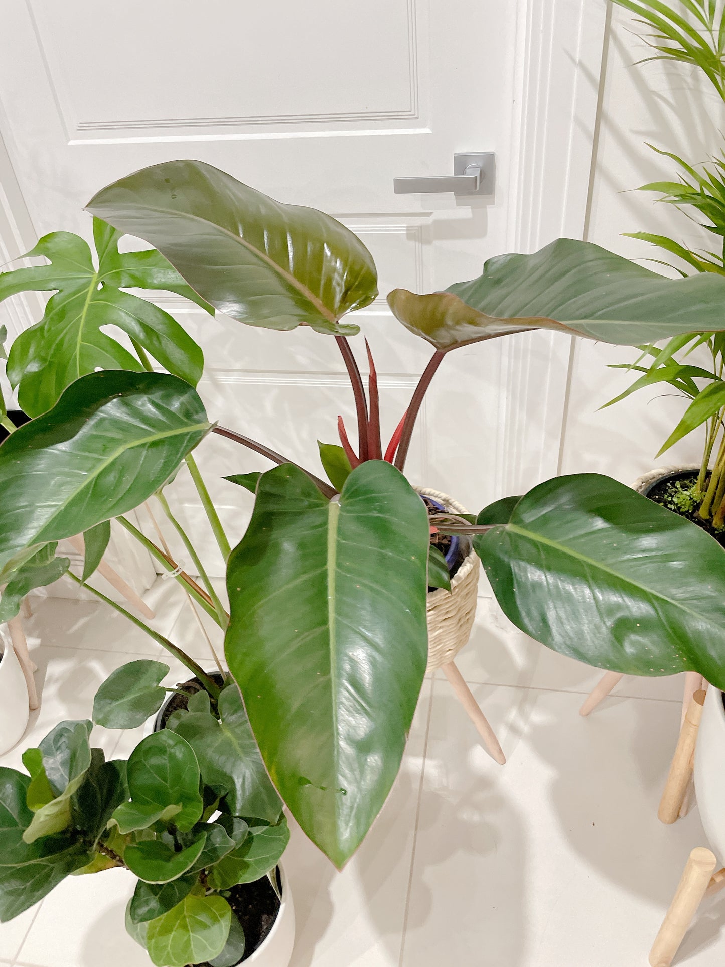 Bundle🪴philodendron rojo congo+monstera+ficus bambino fiddle leaf lyrata ceramic pot rattan planter