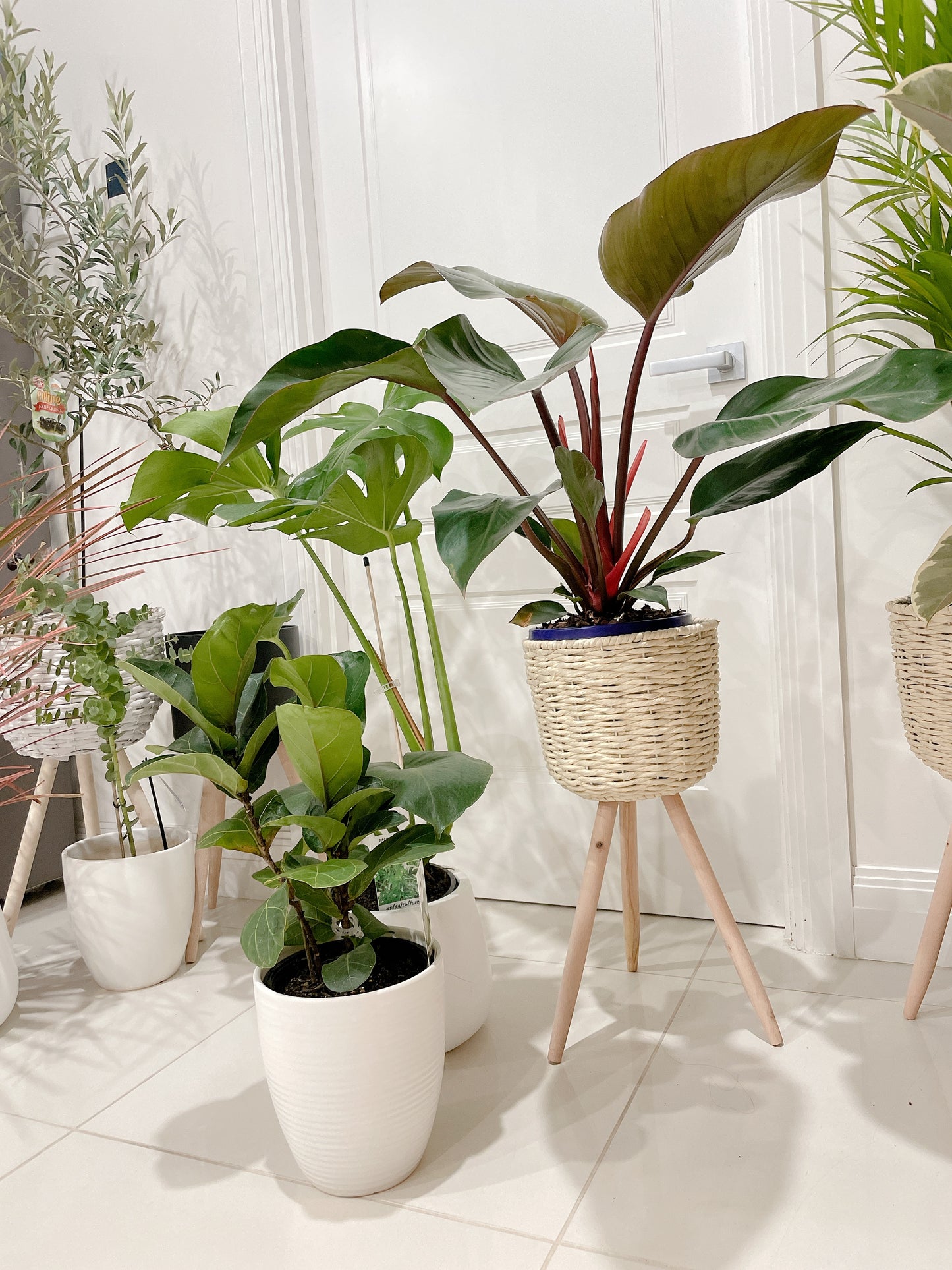 Bundle🪴philodendron rojo congo+monstera+ficus bambino fiddle leaf lyrata ceramic pot rattan planter