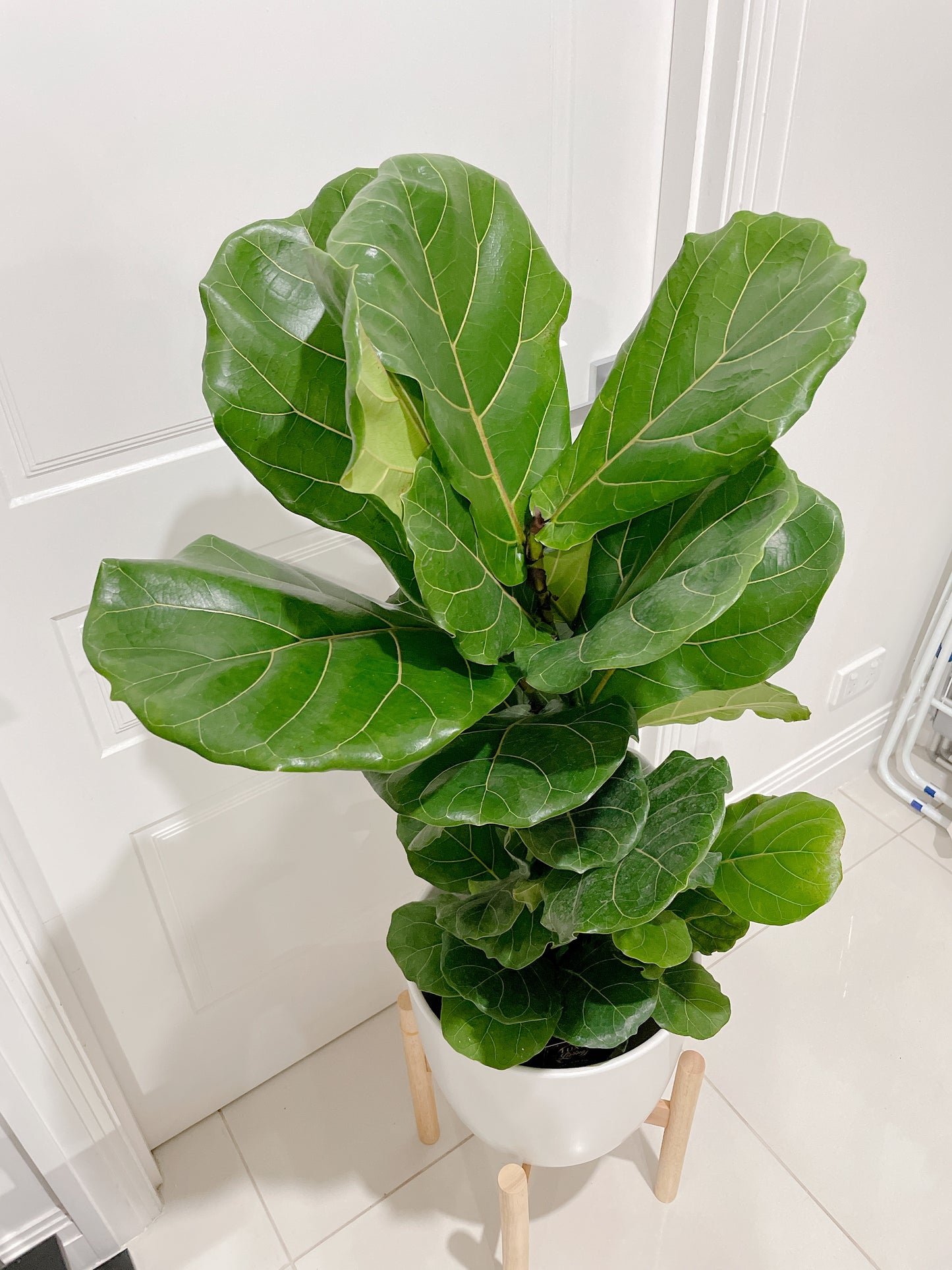 1m tall ficus lyrata fiddle leaf easy care indoor plant +30cm white ceramic pot wooden tripod legs