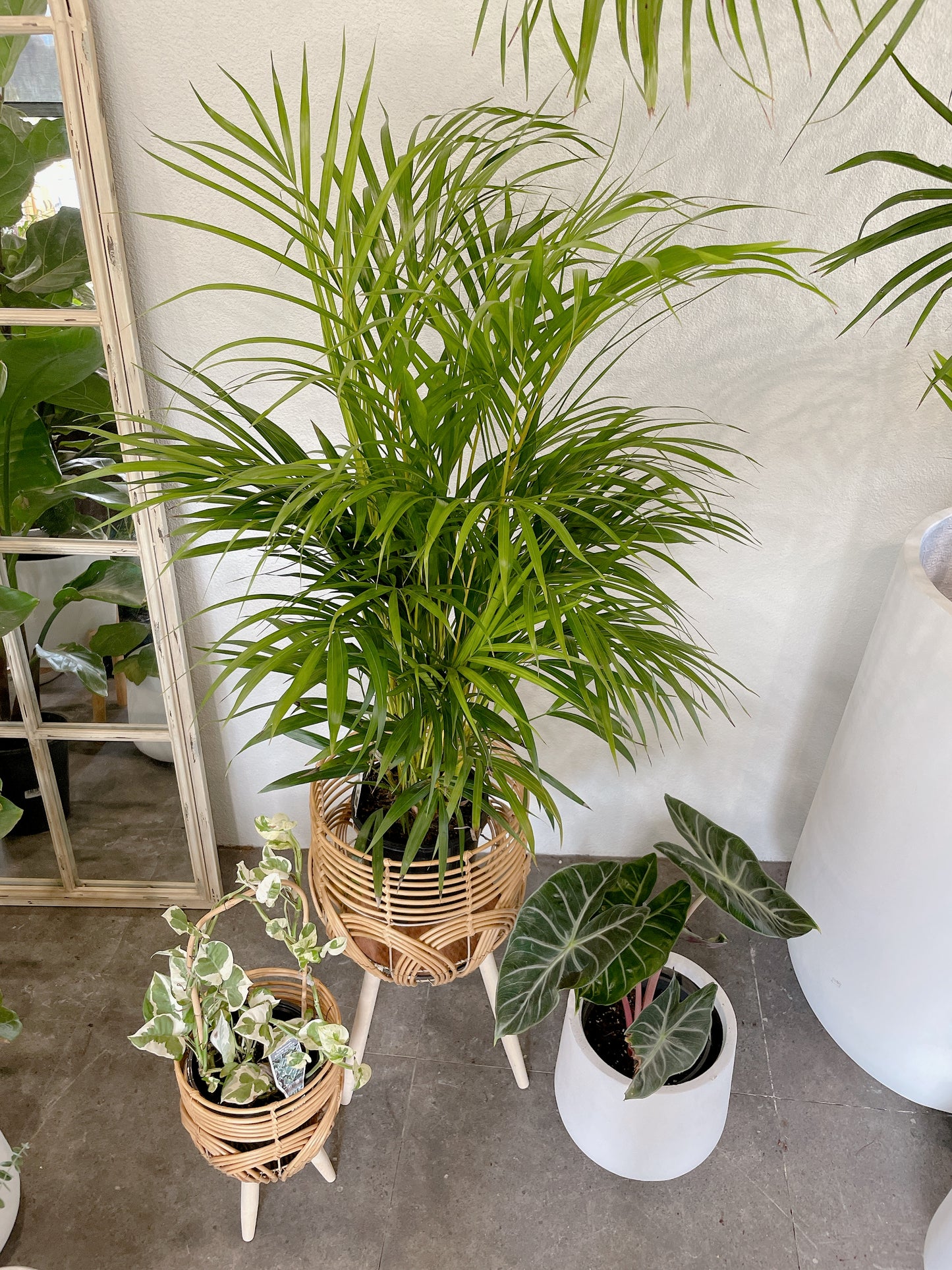 Bundle🪴bushy golden cane palm+alocasia pink dragon+epipremnum snow queen variegated climbing plants