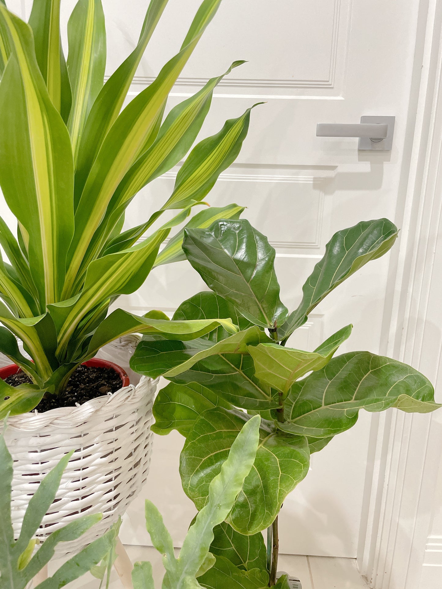 🪴bundle giant happy plant dracaena ficus fiddle leaf lyrata blue star fern easy care indoor +pots