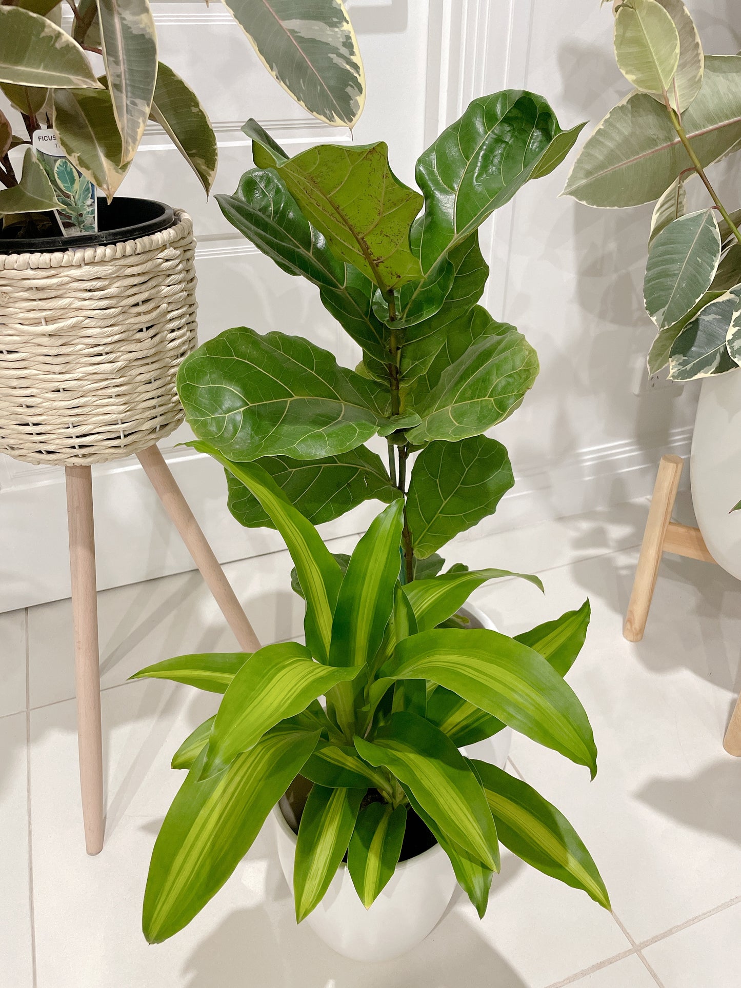 Bundle 🪴ficus tineker varigated rubber plant fiddle leaf lyrata happy plant dracaena with pots