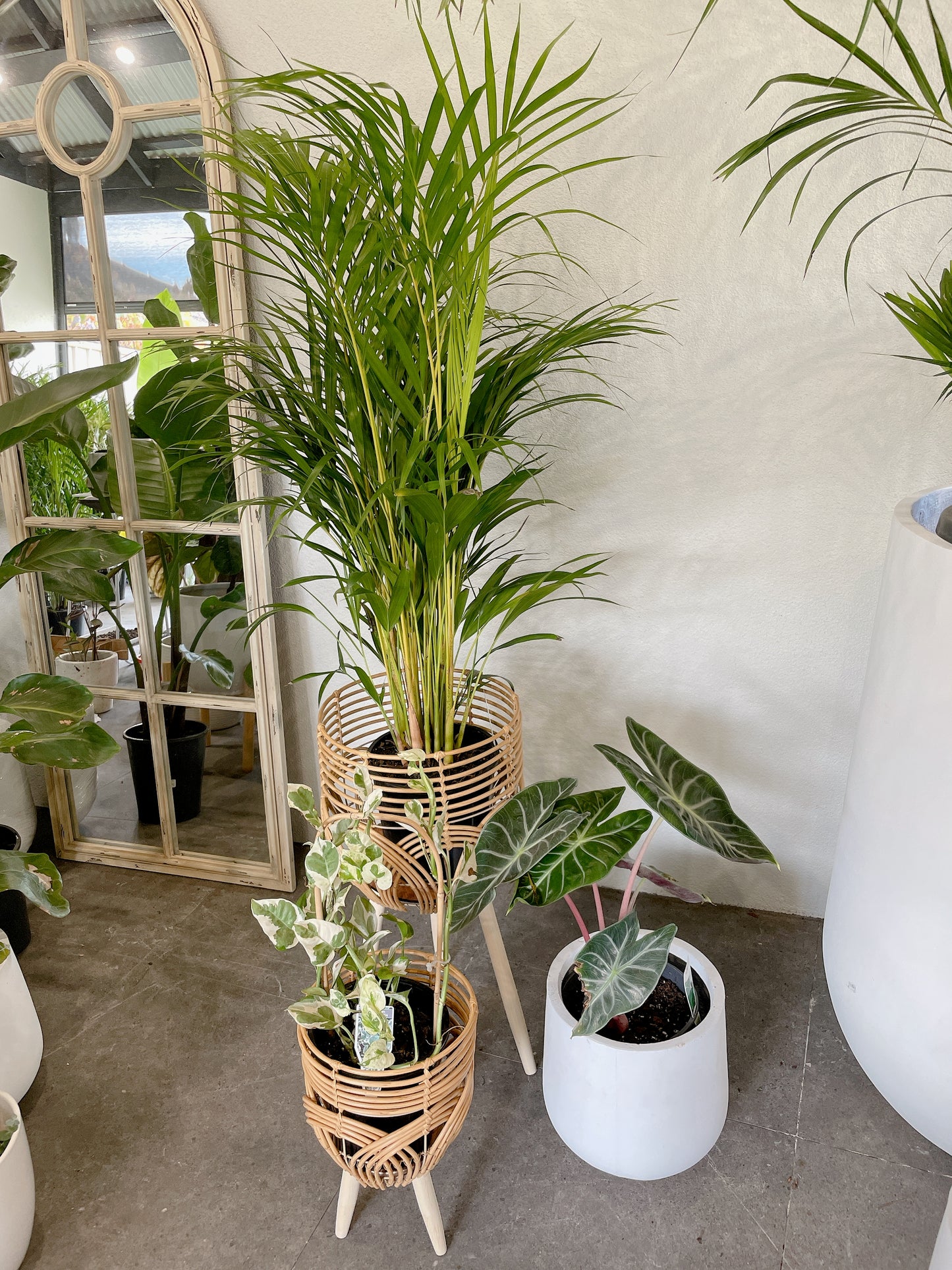 Bundle🪴bushy golden cane palm+alocasia pink dragon+epipremnum snow queen variegated climbing plants