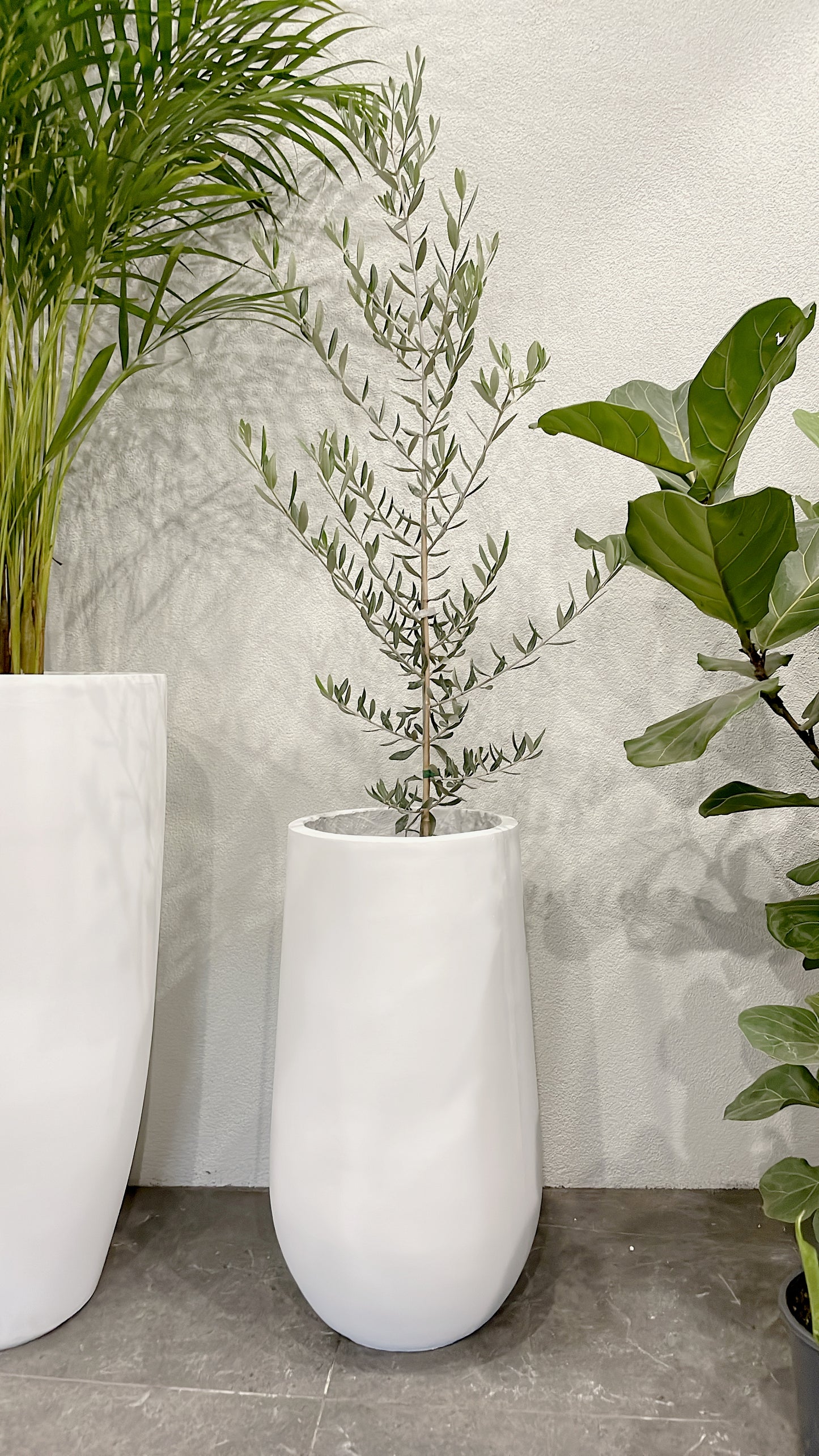 Silver olive tree ‘swan hill’ olea europaea indoor/outdoor plant with white fiberclay pot planter
