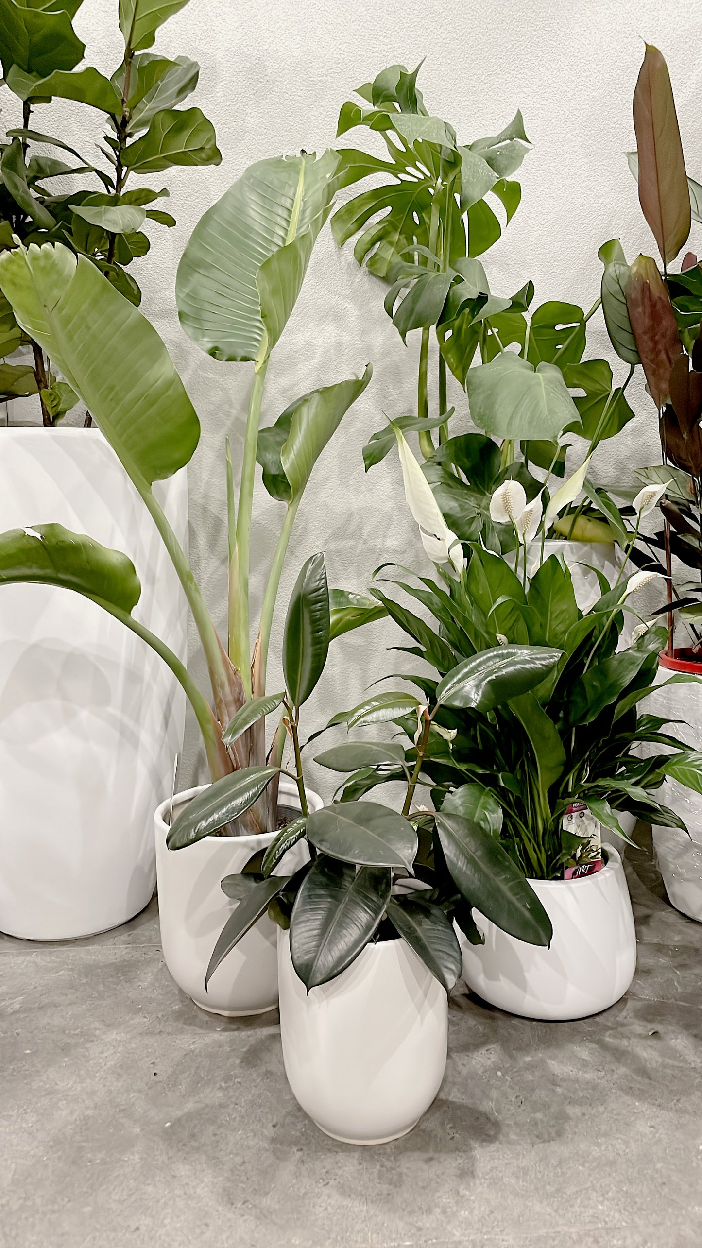 Bundle🪴birds of paradise strelitzia+bushy flowering peace lily+small ficus black rubber plant+pots