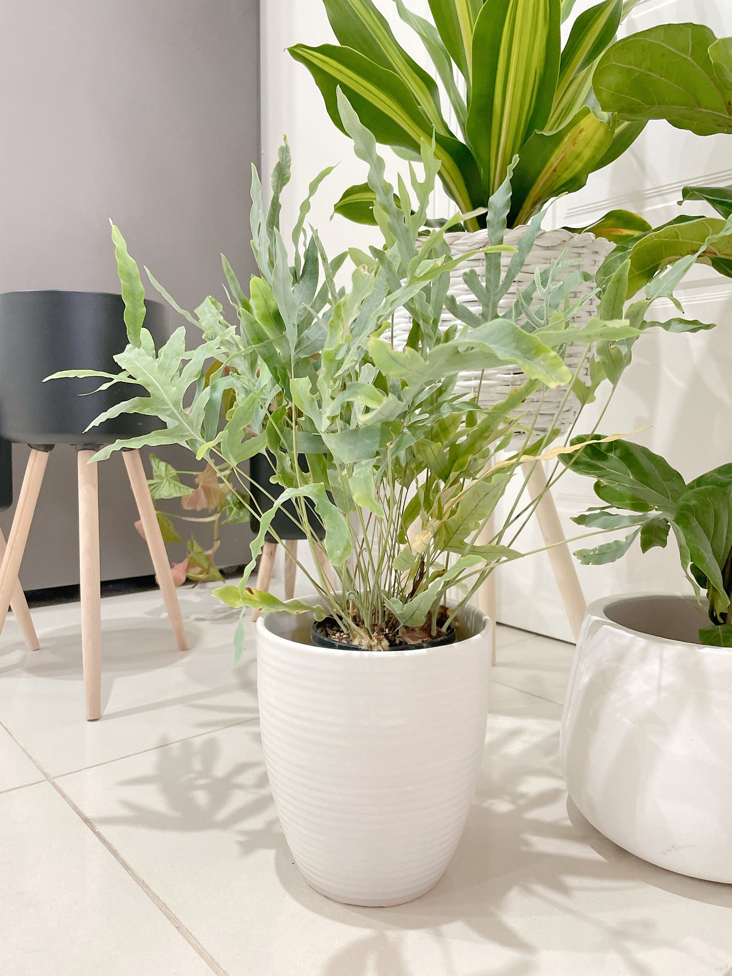 🪴bundle giant happy plant dracaena ficus fiddle leaf lyrata blue star fern easy care indoor +pots